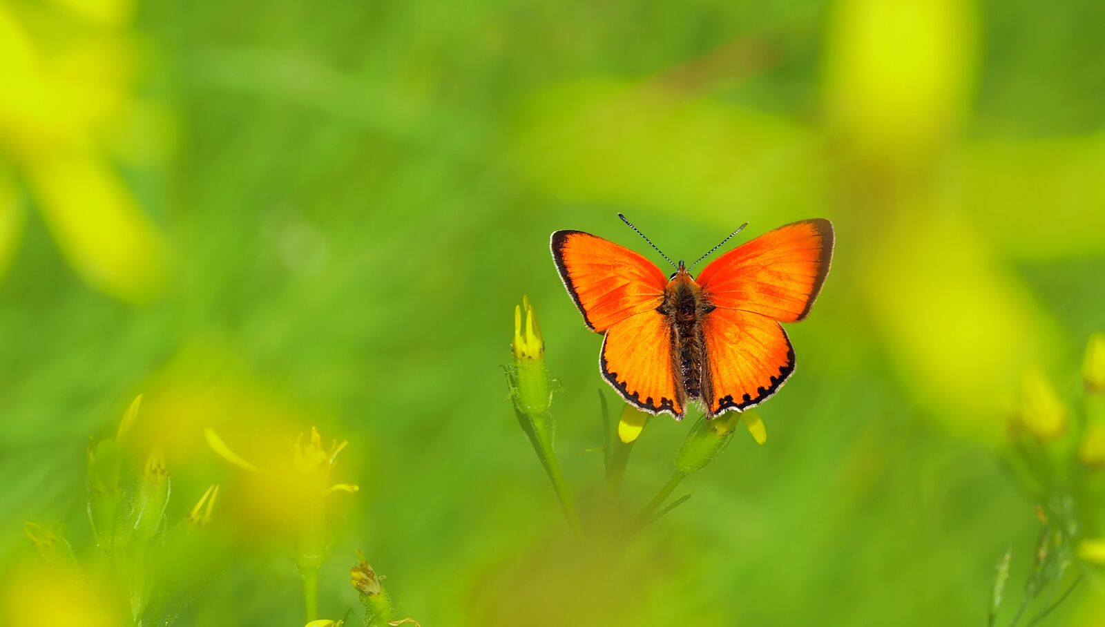 Olympus OM-D E-M5 sample photo. Ducat butterfly, common blue photography