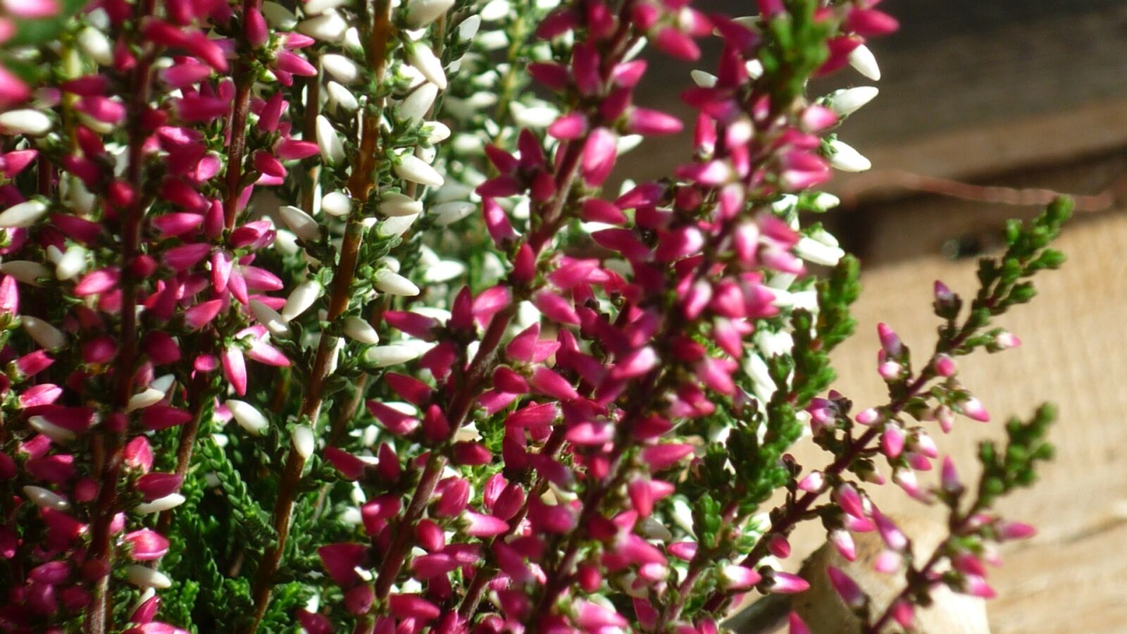 Panasonic Lumix DMC-FS6 sample photo. Buds-heath, flower, erika photography