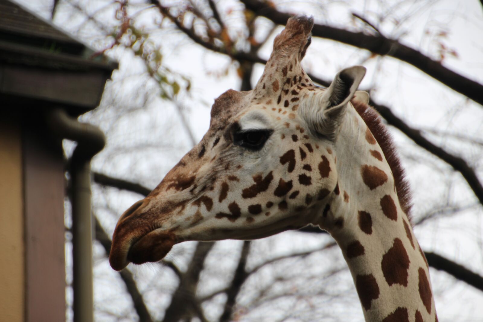 Canon EOS 100D (EOS Rebel SL1 / EOS Kiss X7) sample photo. Animal, zoo, giraffe photography