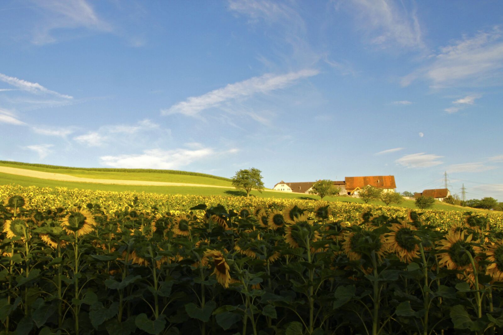 Canon EOS 7D sample photo. Campaign, sunflowers, summer photography