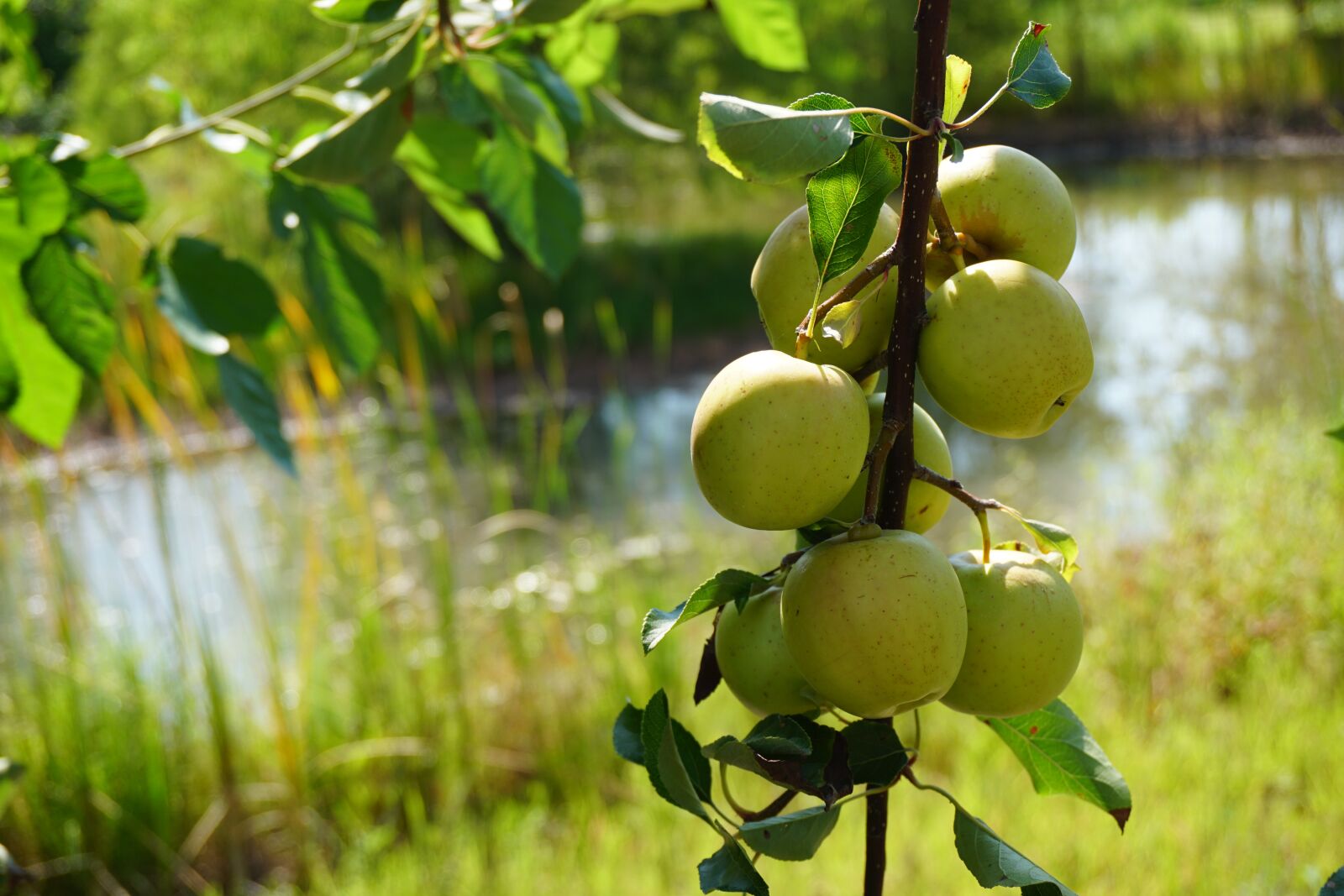 Sony a6300 sample photo. Stream, apples, branch photography