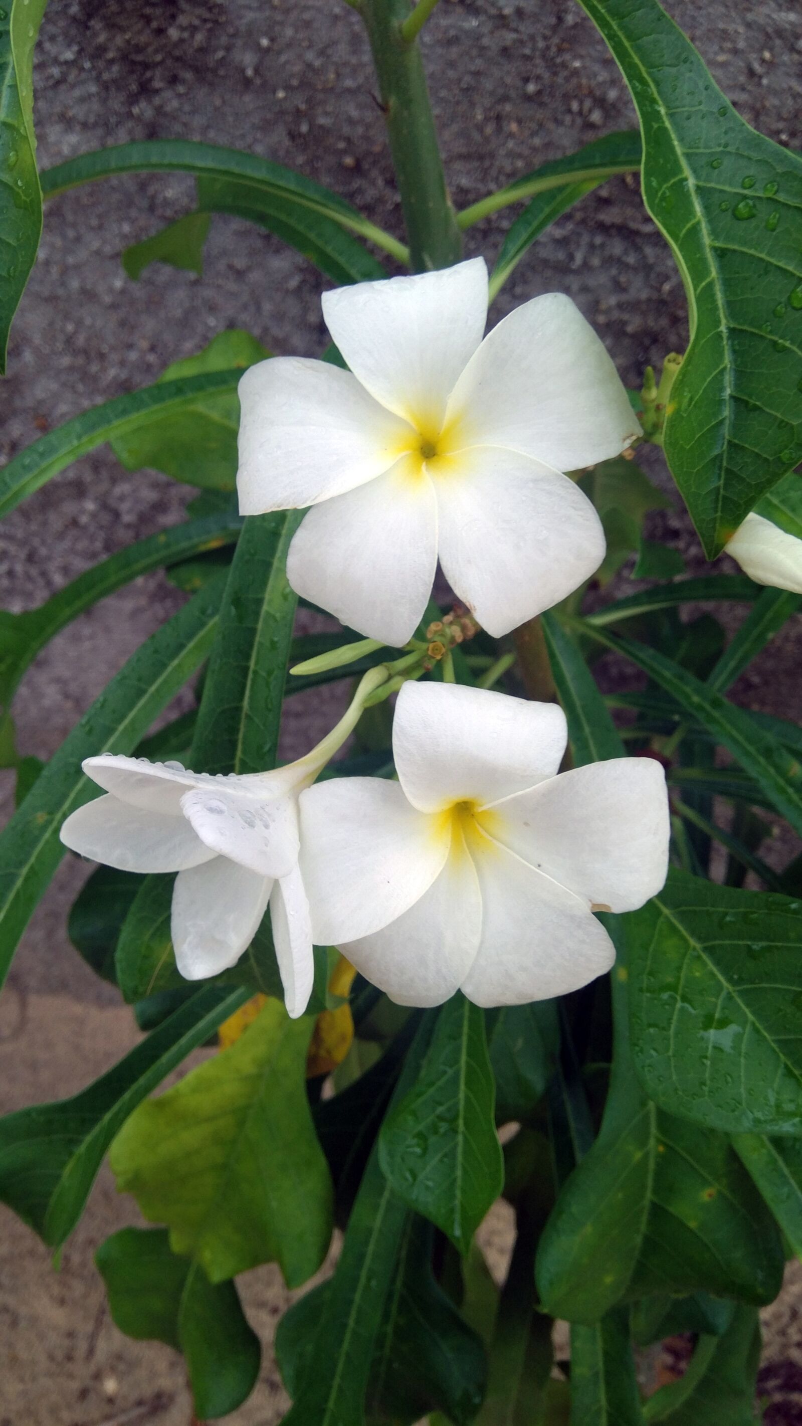 Xiaomi MIX sample photo. Flower, white, nature photography