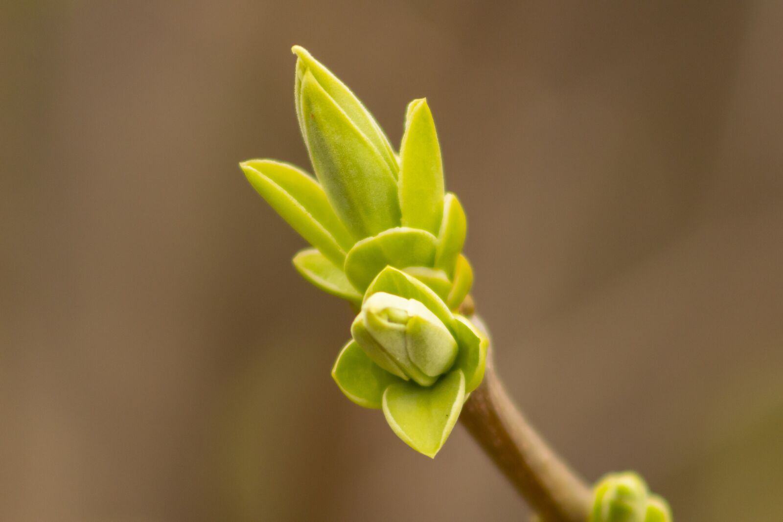 Canon EF75-300mm f/4-5.6 sample photo. Organ, bud, buds photography