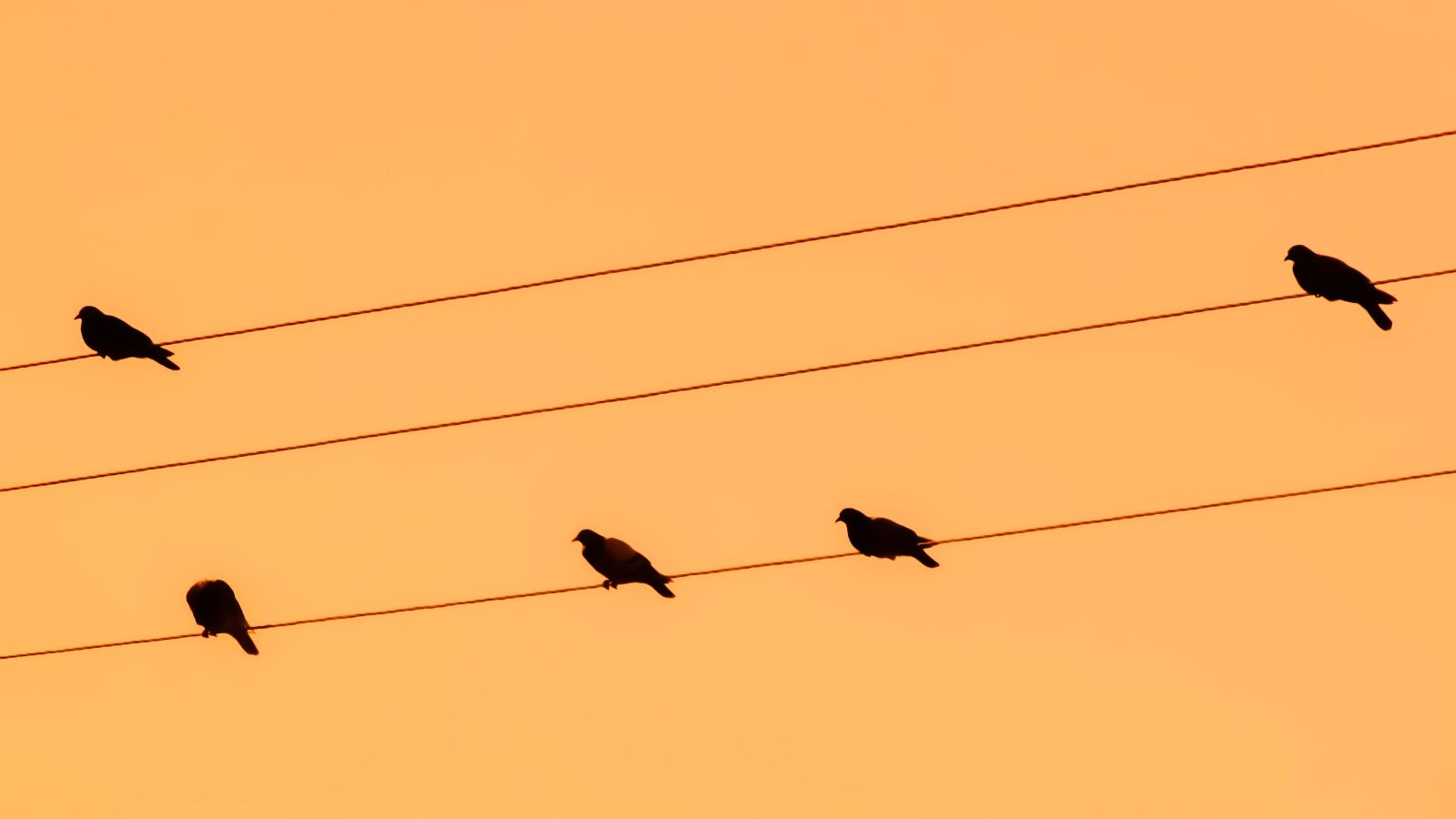 Птицы на проводах закат
