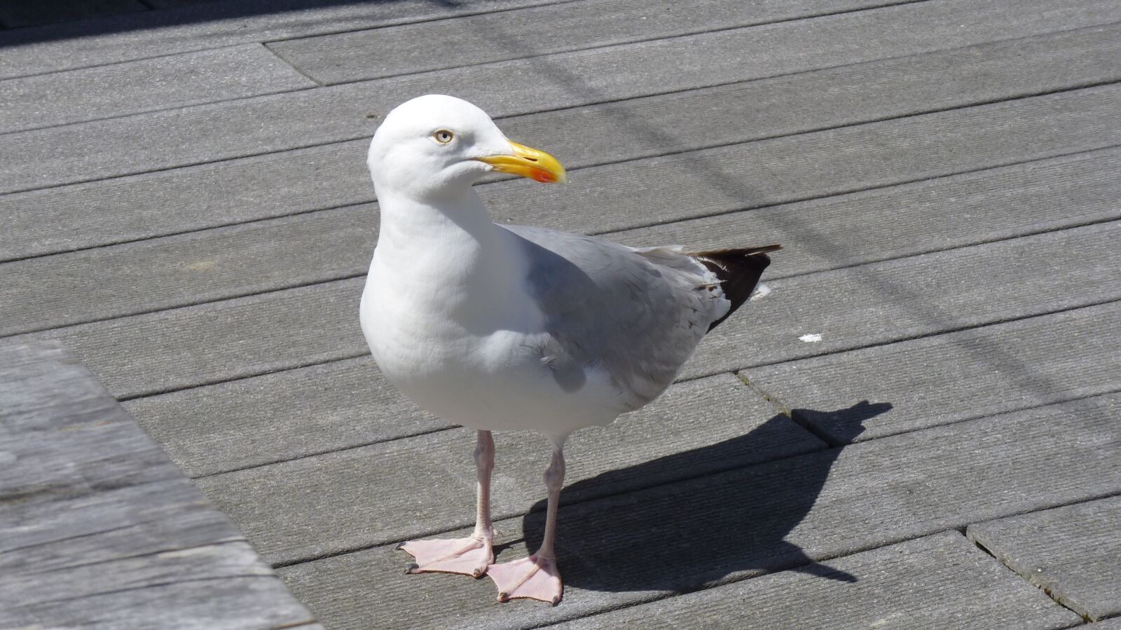 Panasonic Lumix DMC-FZ35 (Lumix DMC-FZ38) sample photo. Bird, water bird, seagull photography