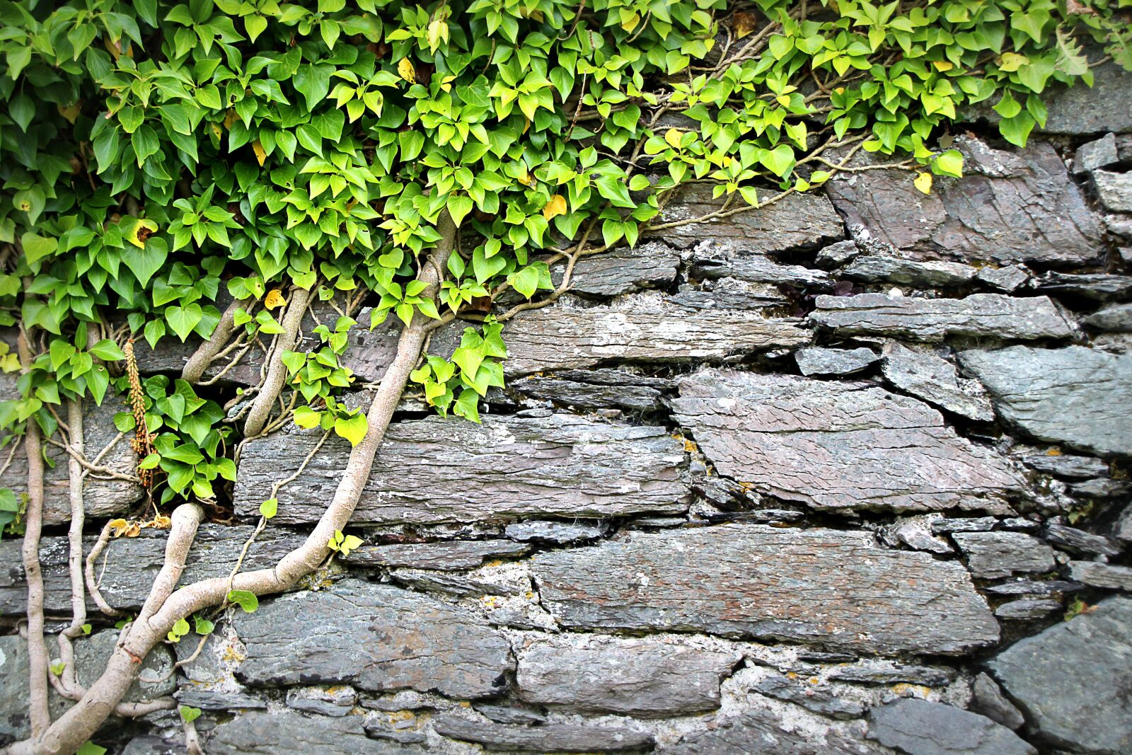 Canon EOS 1300D (EOS Rebel T6 / EOS Kiss X80) sample photo. Texture, wall, ivy photography