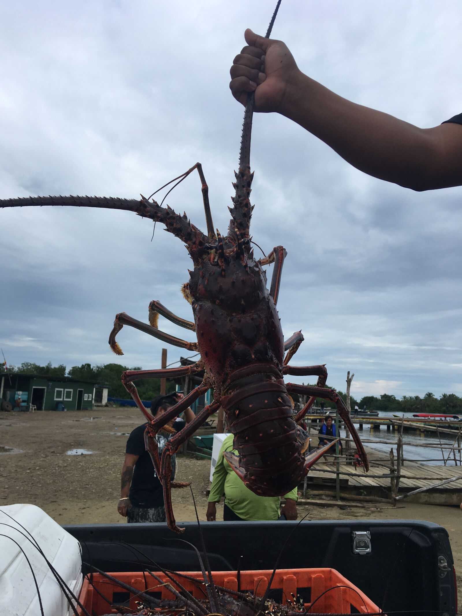 iPhone SE back camera 4.15mm f/2.2 sample photo. Lobster, panama, shellfish photography