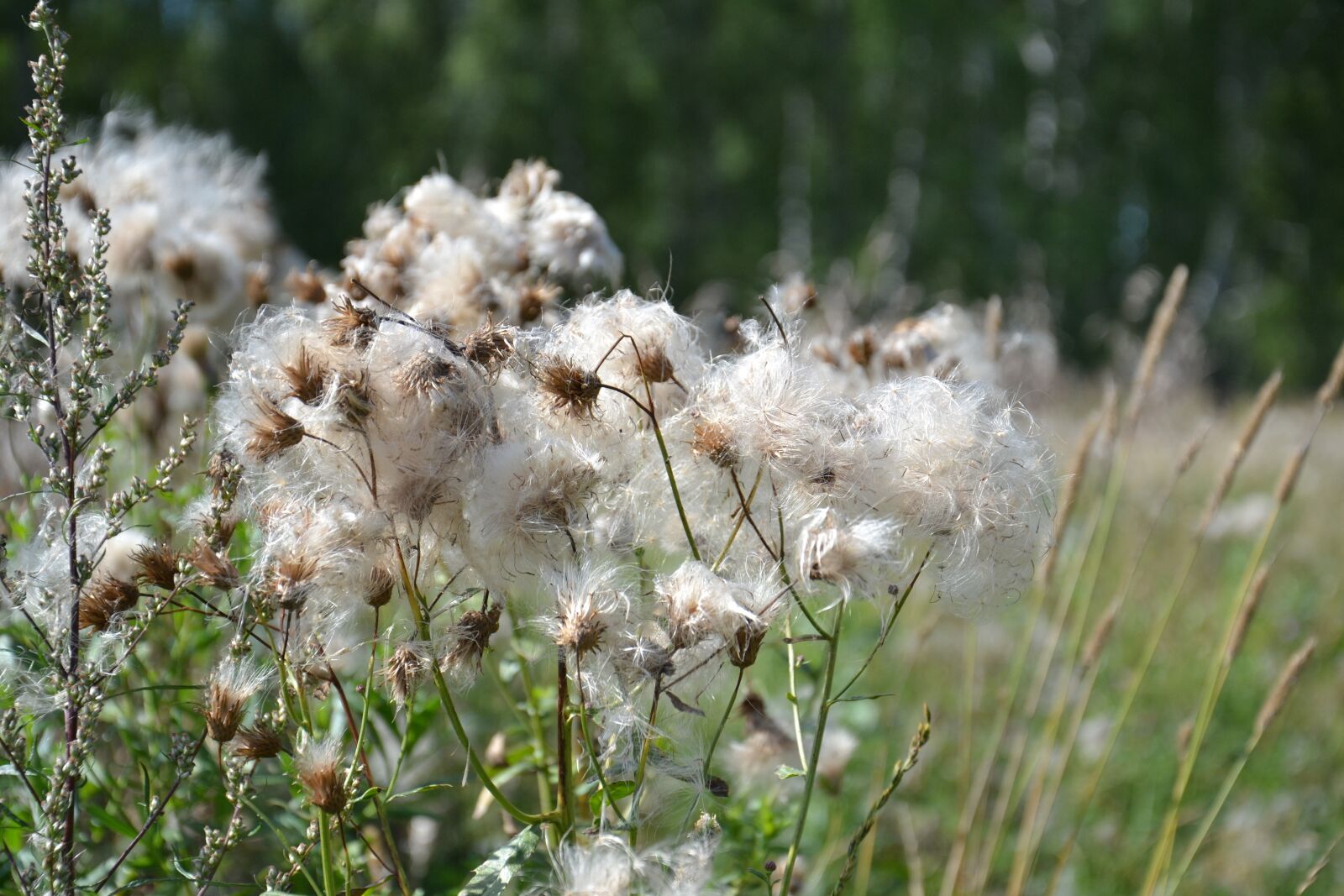 Nikon D3100 sample photo. Thistle, plant, grass photography