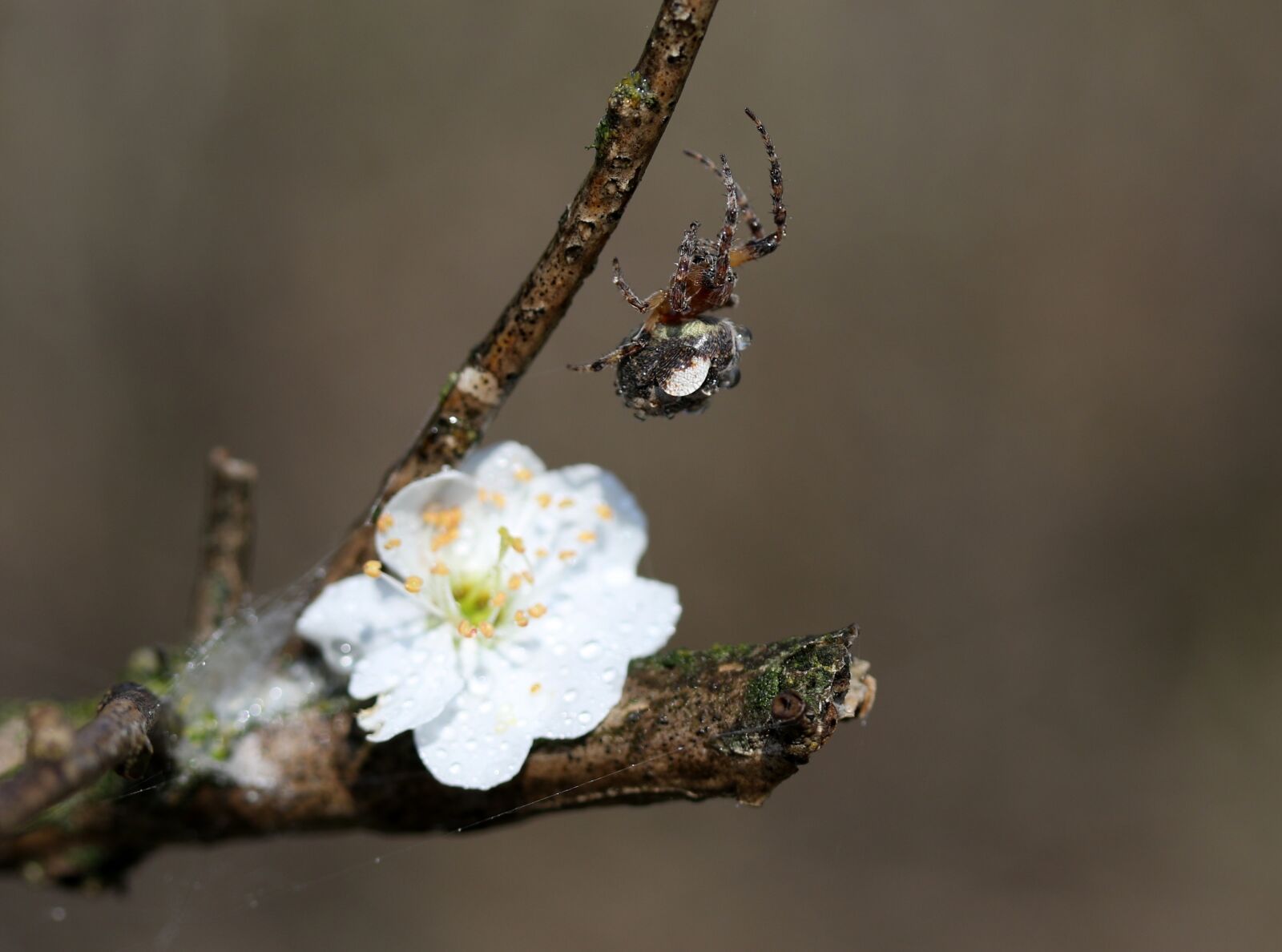 Canon EF-S 60mm F2.8 Macro USM sample photo. Spider, flower, white photography