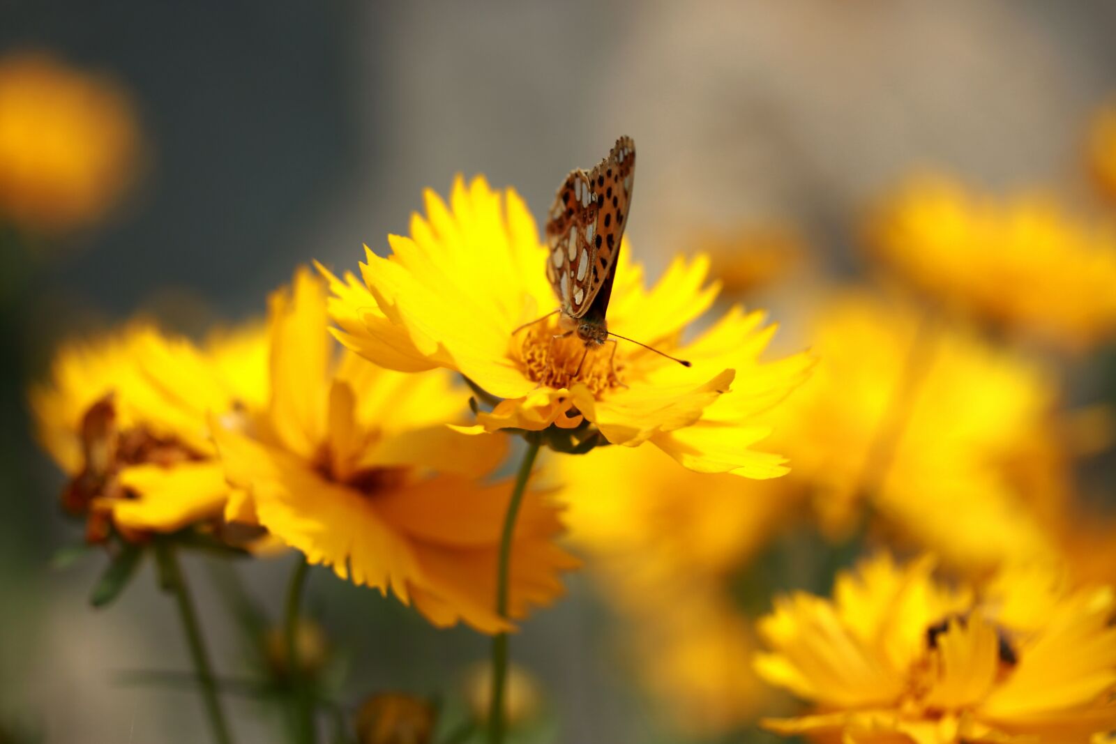 Canon EF-S 60mm F2.8 Macro USM sample photo. Butterfly, flower, yellow photography