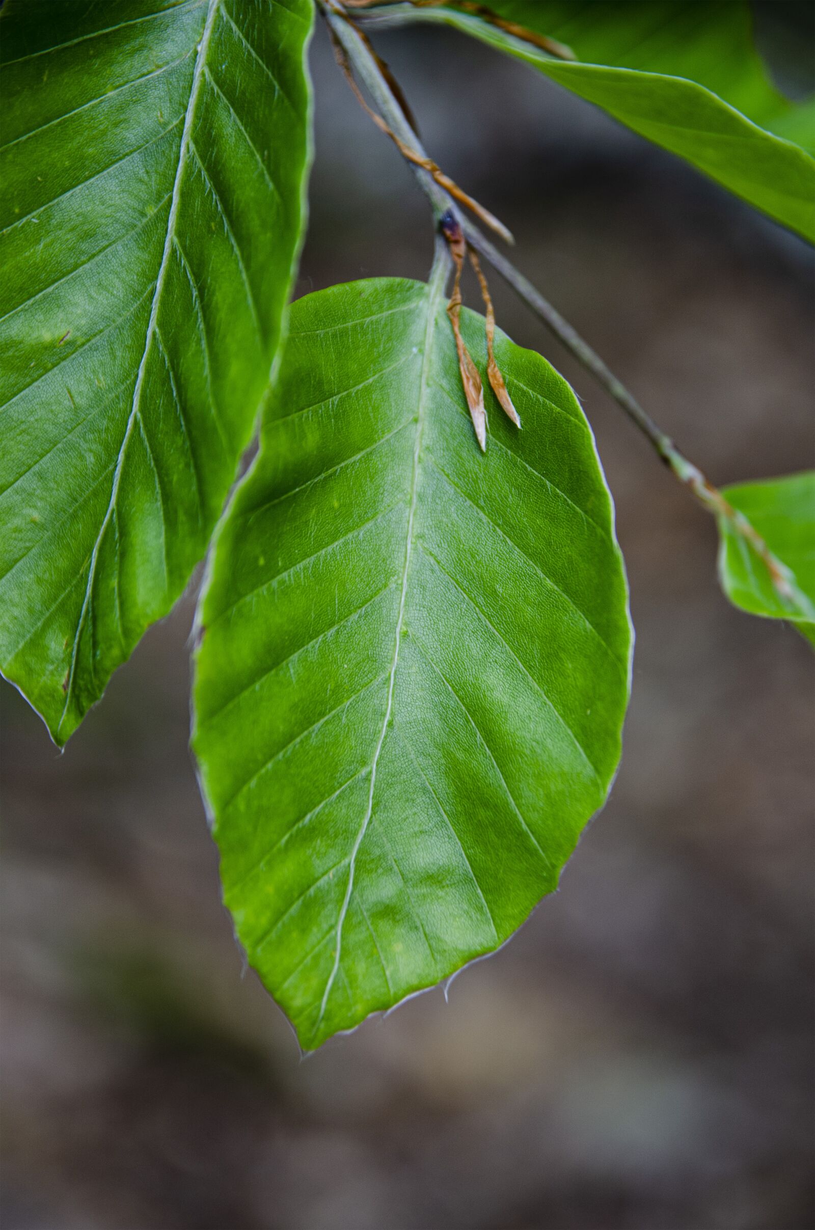 Nikon D7000 sample photo. Tree, ticket, close-up photography