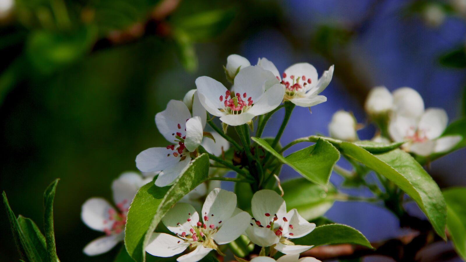 Canon EF 28-135mm F3.5-5.6 IS USM sample photo. Apple blossom, apple tree photography