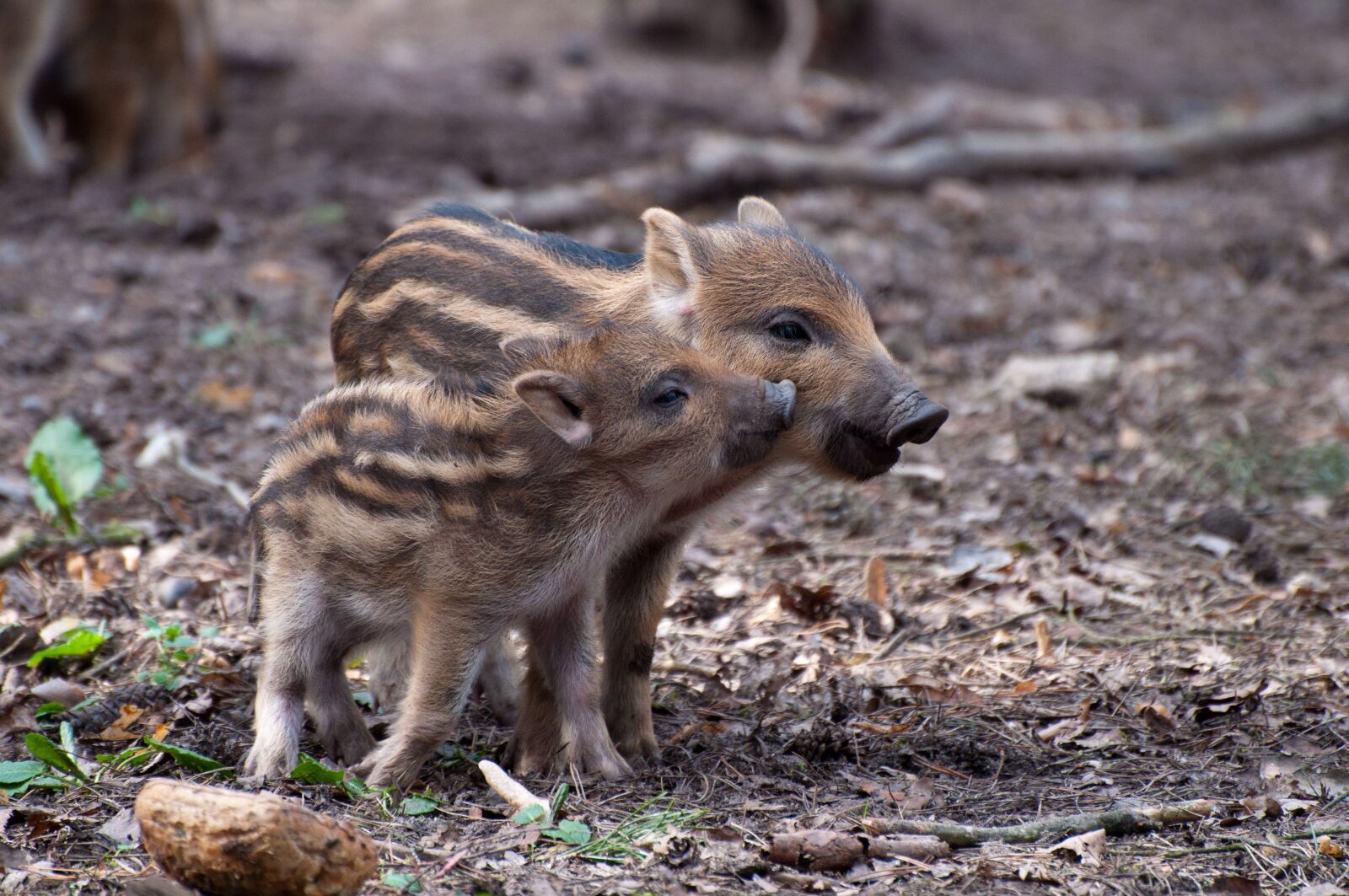 Nikon D5000 sample photo. Little pig, wild boars photography