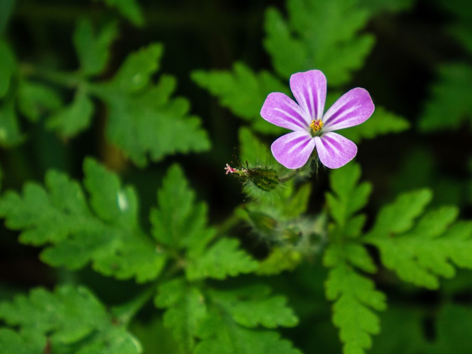 Olympus OM-D E-M10 III sample photo. Retail, flower, plant photography