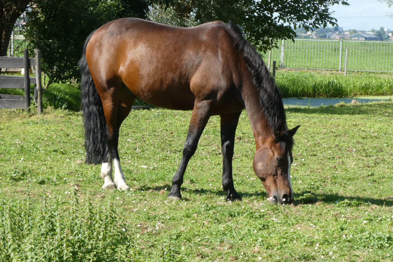 Panasonic Lumix DC-ZS70 (Lumix DC-TZ90) sample photo. Horse, pasture, grass photography