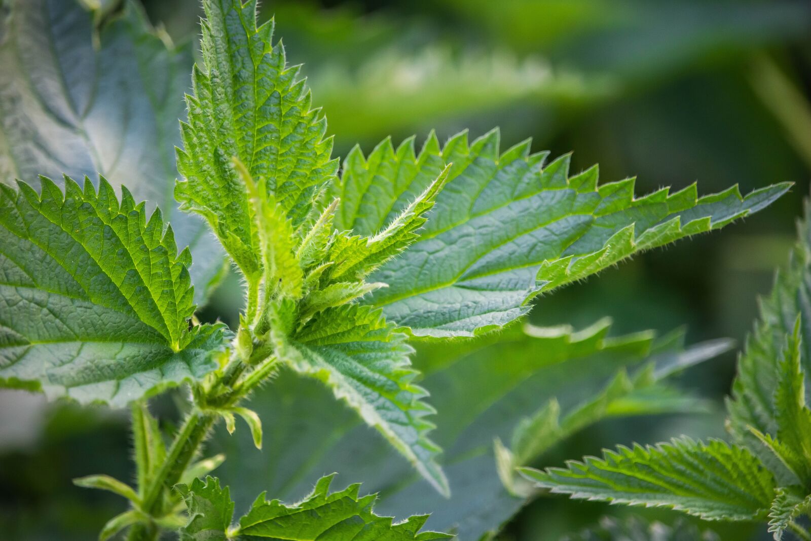 Canon EOS 100D (EOS Rebel SL1 / EOS Kiss X7) + Canon EF-S 55-250mm F4-5.6 IS STM sample photo. Stinging nettle, nettle, plant photography