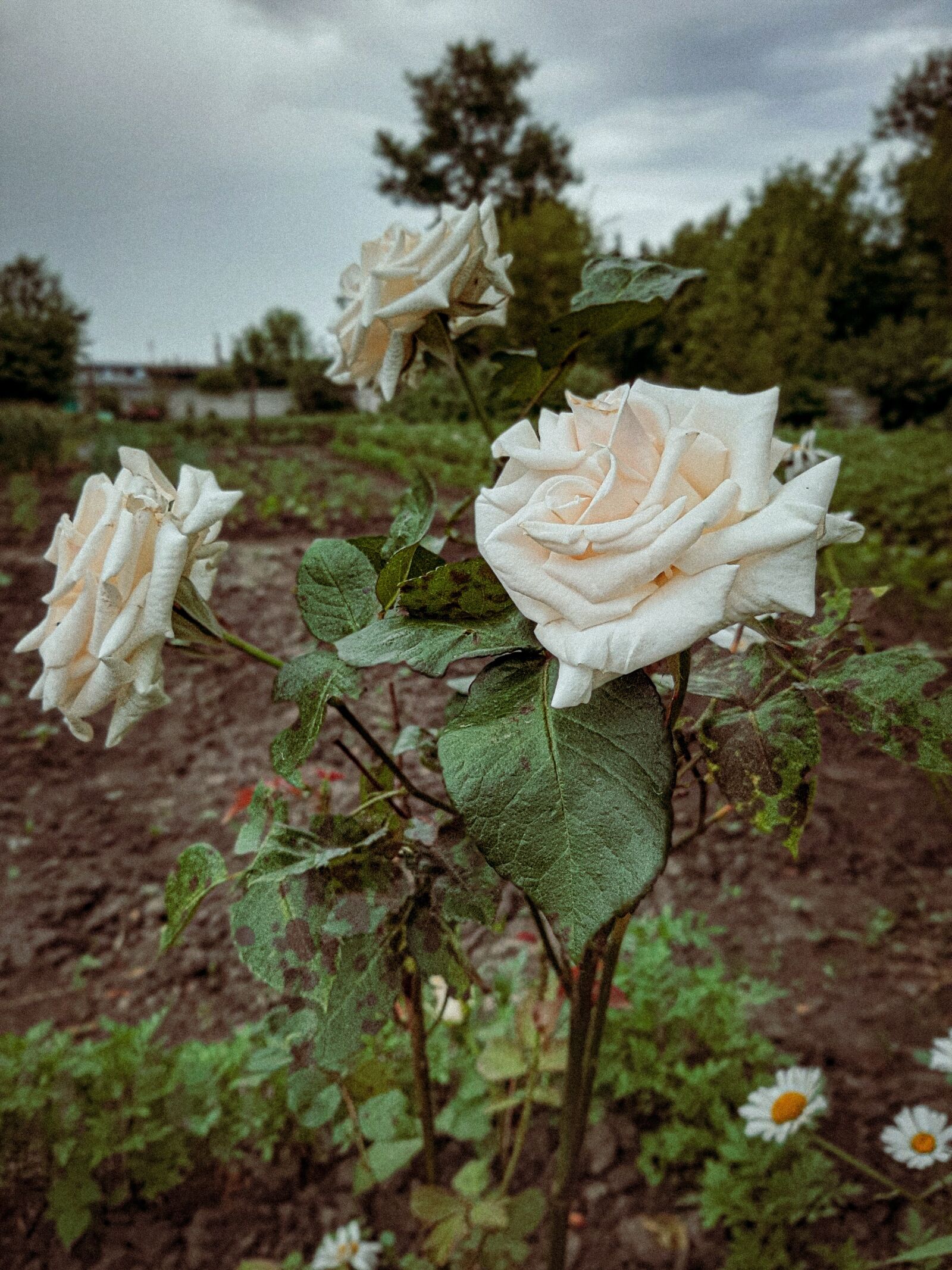 Samsung Galaxy A50 sample photo. Roses, garden, mood photography