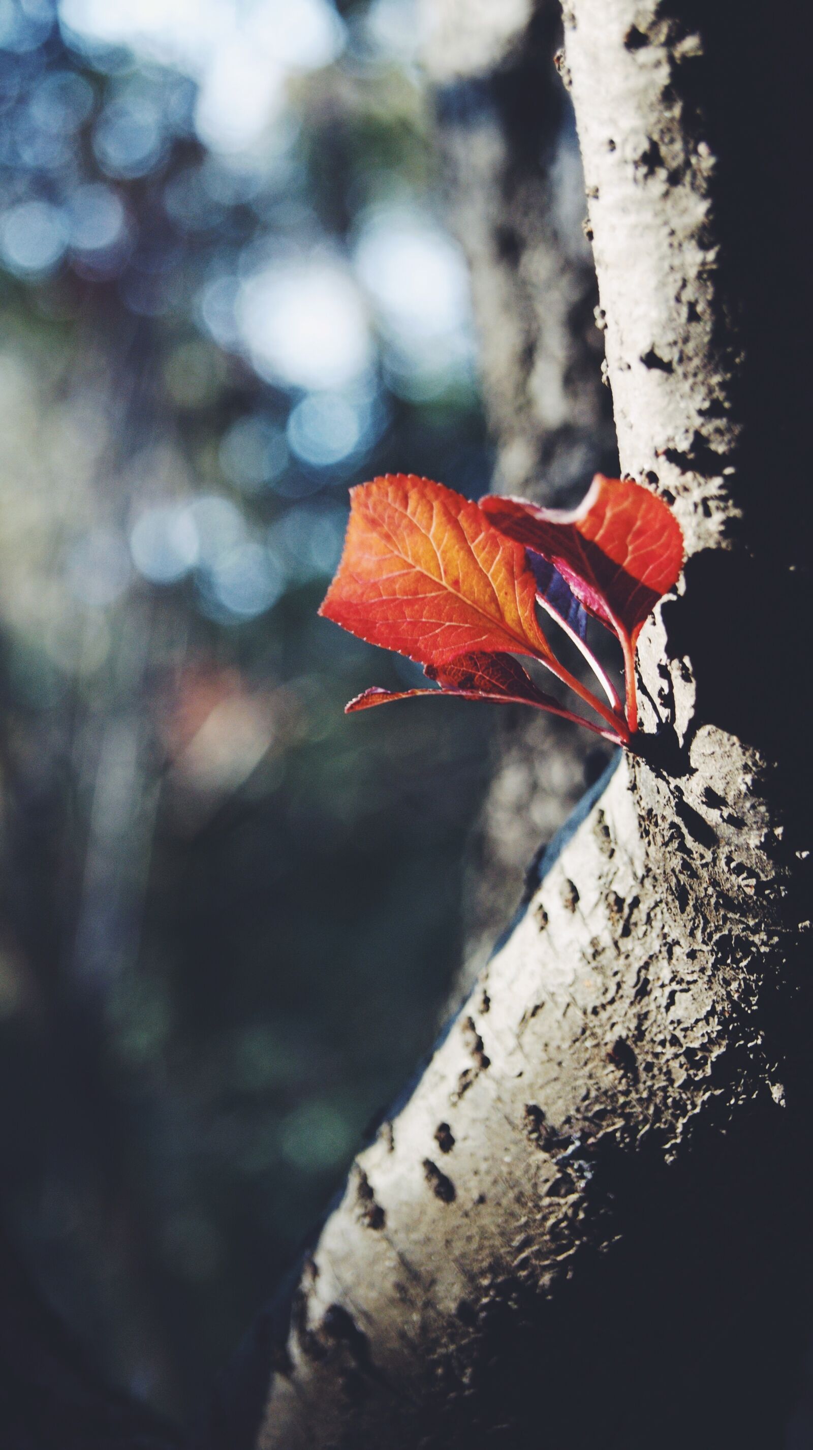 Sony Alpha DSLR-A290 sample photo. The leaves, red leaves photography