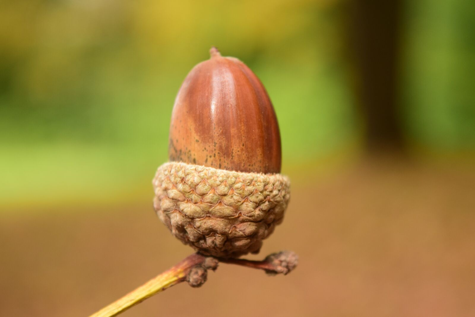 Nikon D3300 sample photo. Acorn, close up, background photography