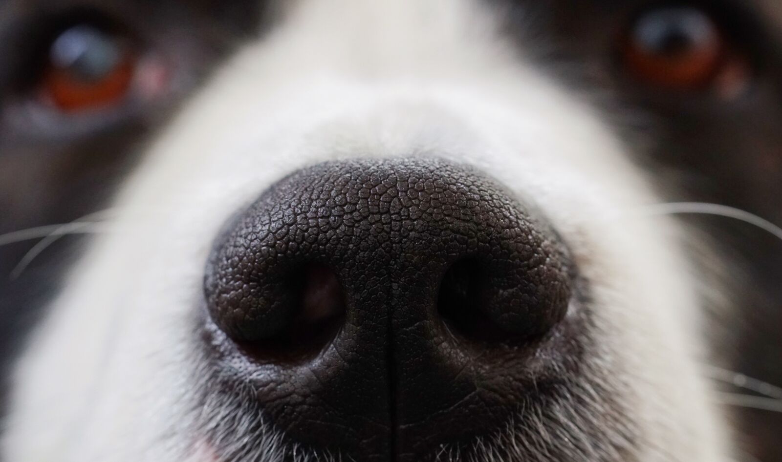 Sony a6300 + Sony FE 90mm F2.8 Macro G OSS sample photo. Dog, nose, snout photography