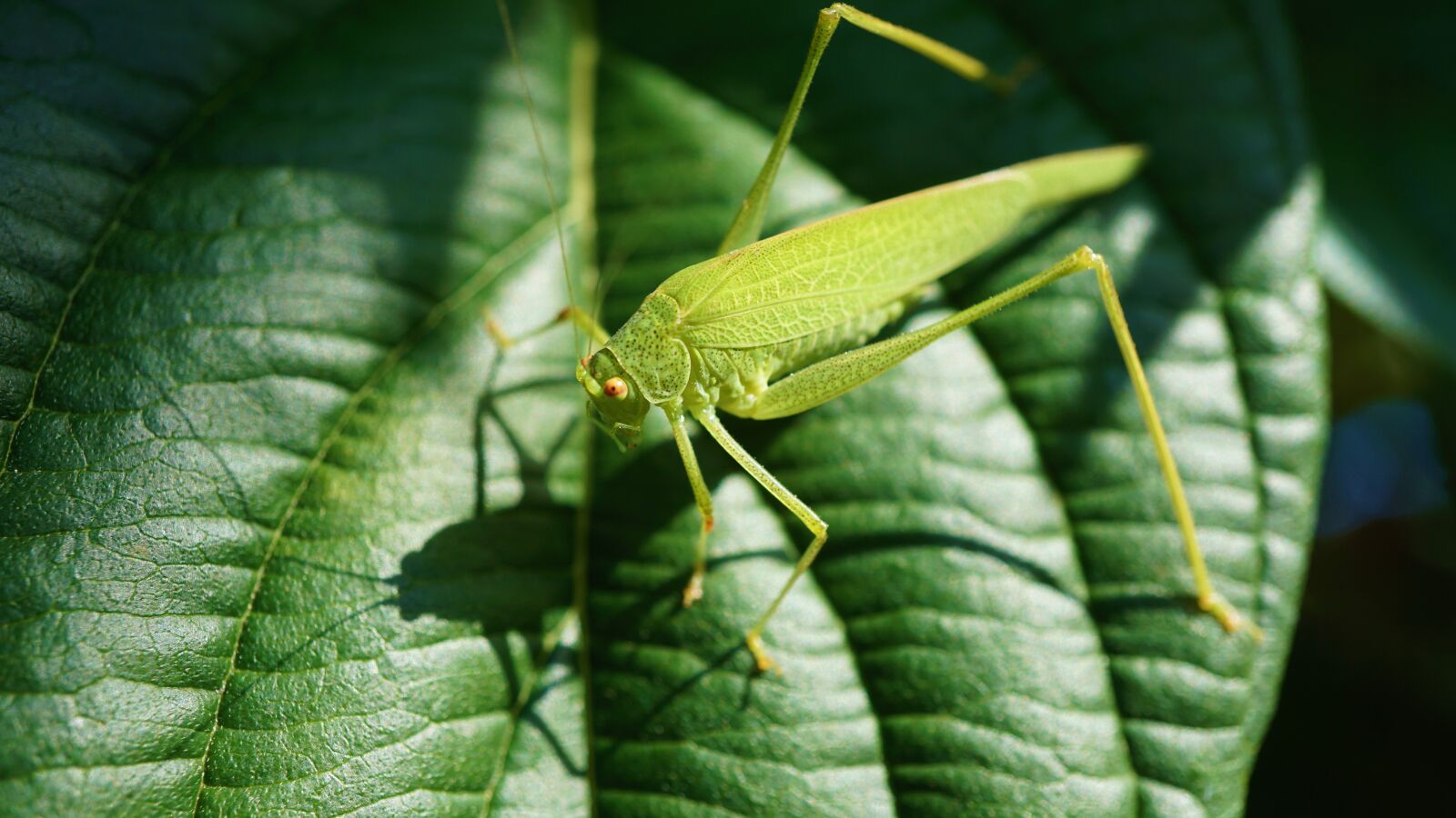 Sony a6000 sample photo. Grasshopper, viridissima, insect photography