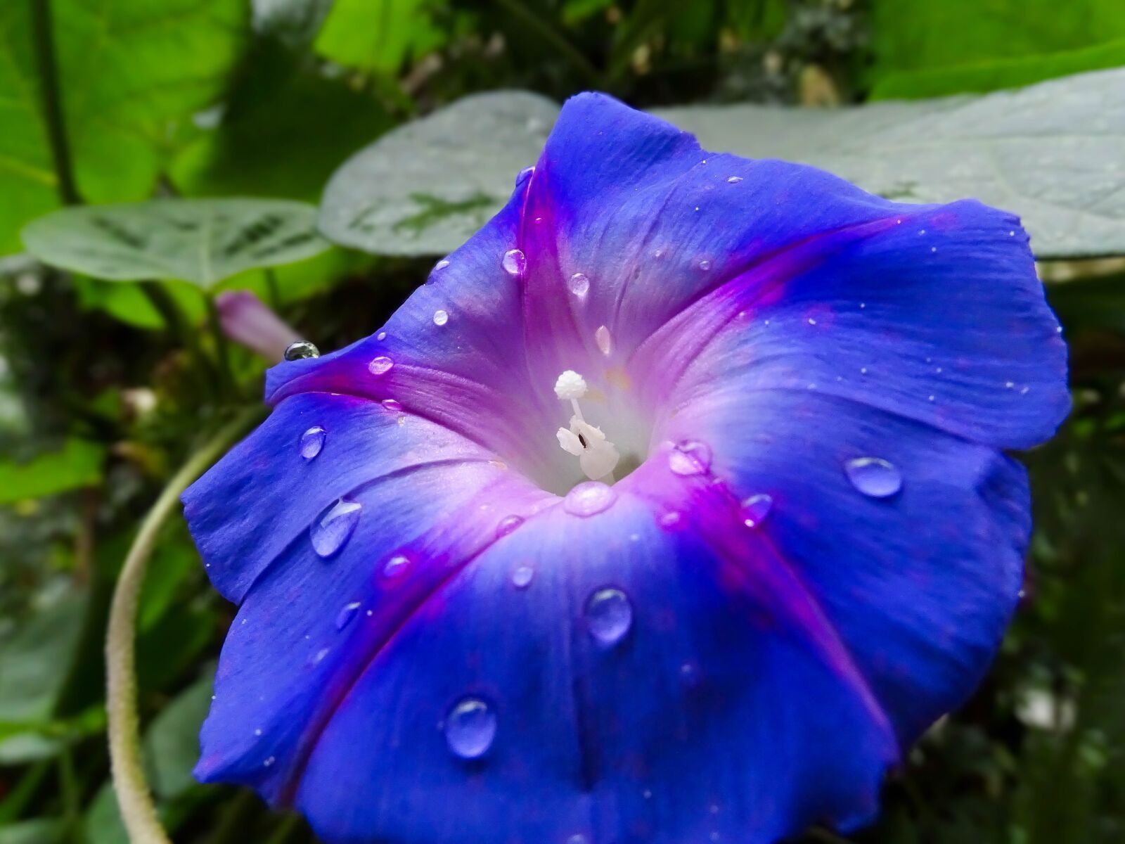 Sony Cyber-shot DSC-HX350 sample photo. Flor, flores, blue photography