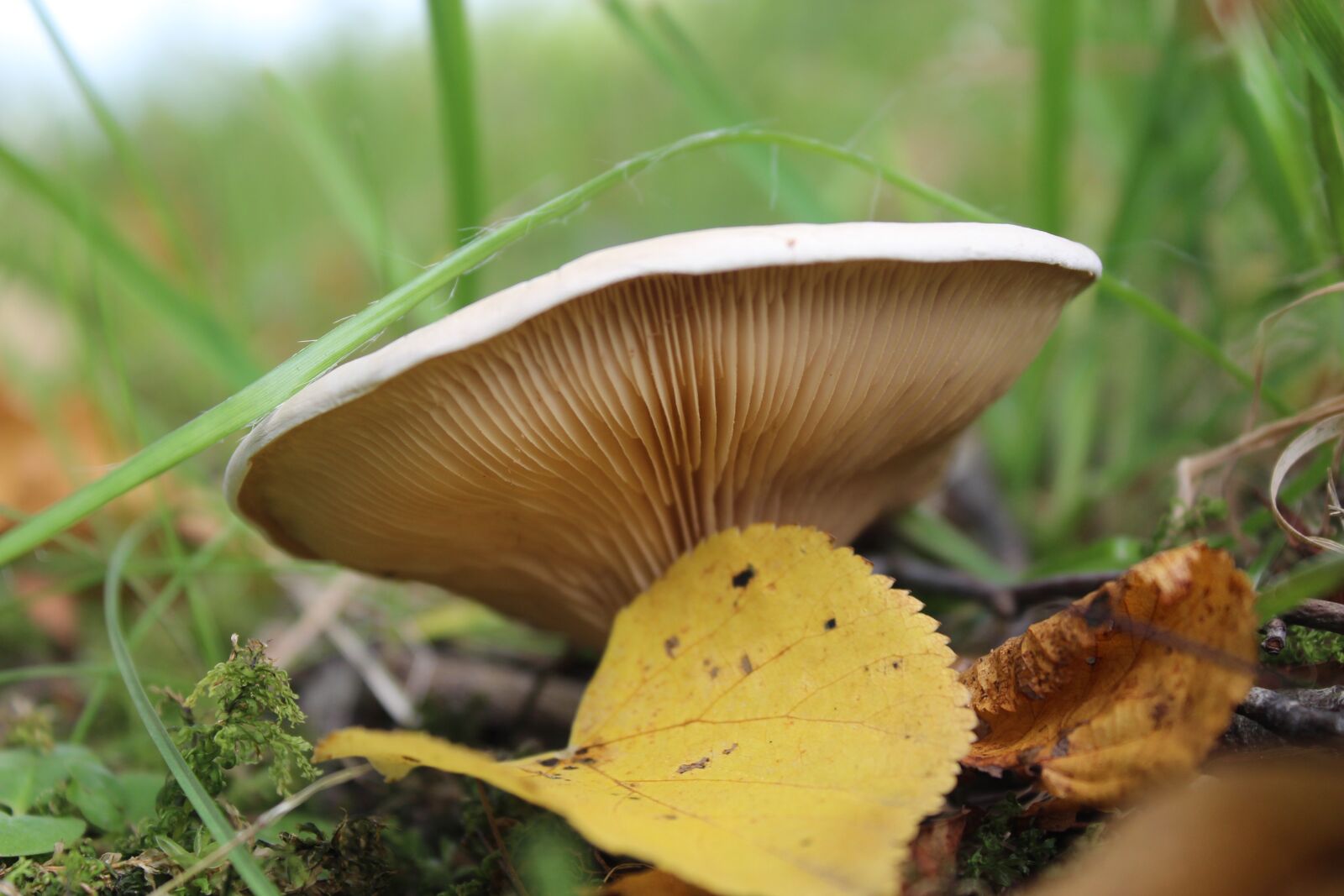 Canon EOS 600D (Rebel EOS T3i / EOS Kiss X5) sample photo. Mushroom, leaf, natural photography