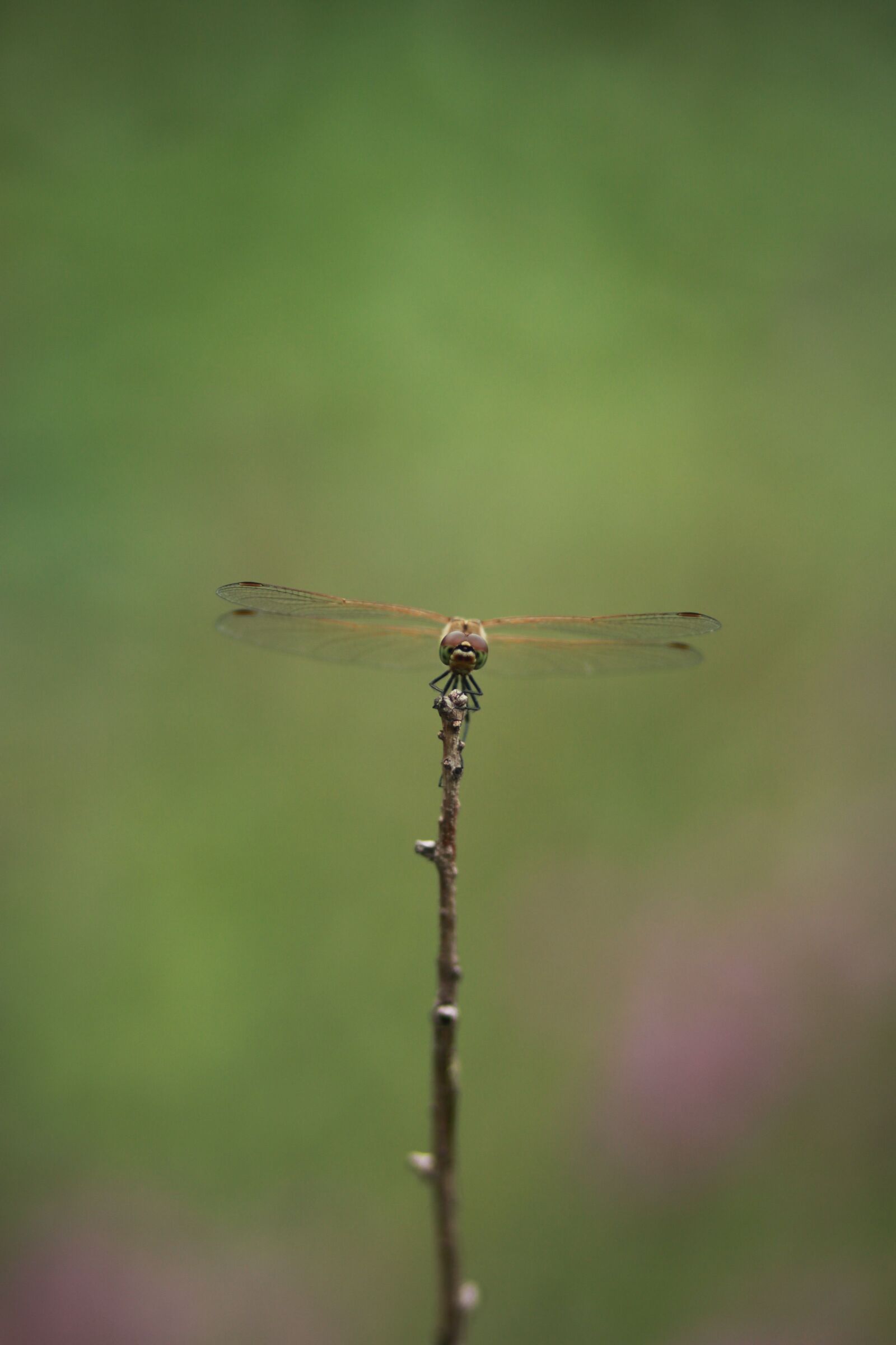 Canon EOS 500D (EOS Rebel T1i / EOS Kiss X3) sample photo. Dragonfly, insects, nature photography