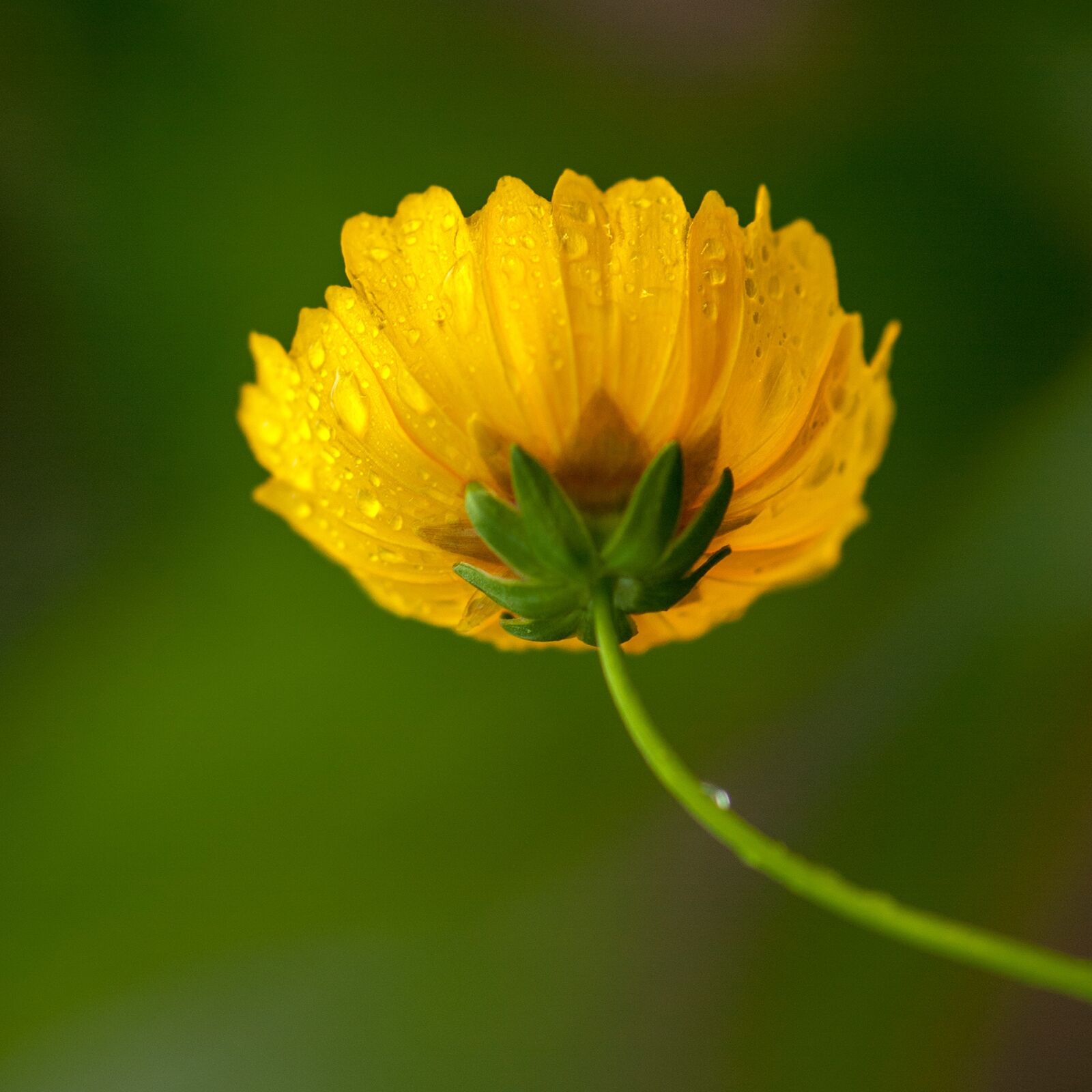 Nikon D80 sample photo. Yellow flowers, mist, yellow photography