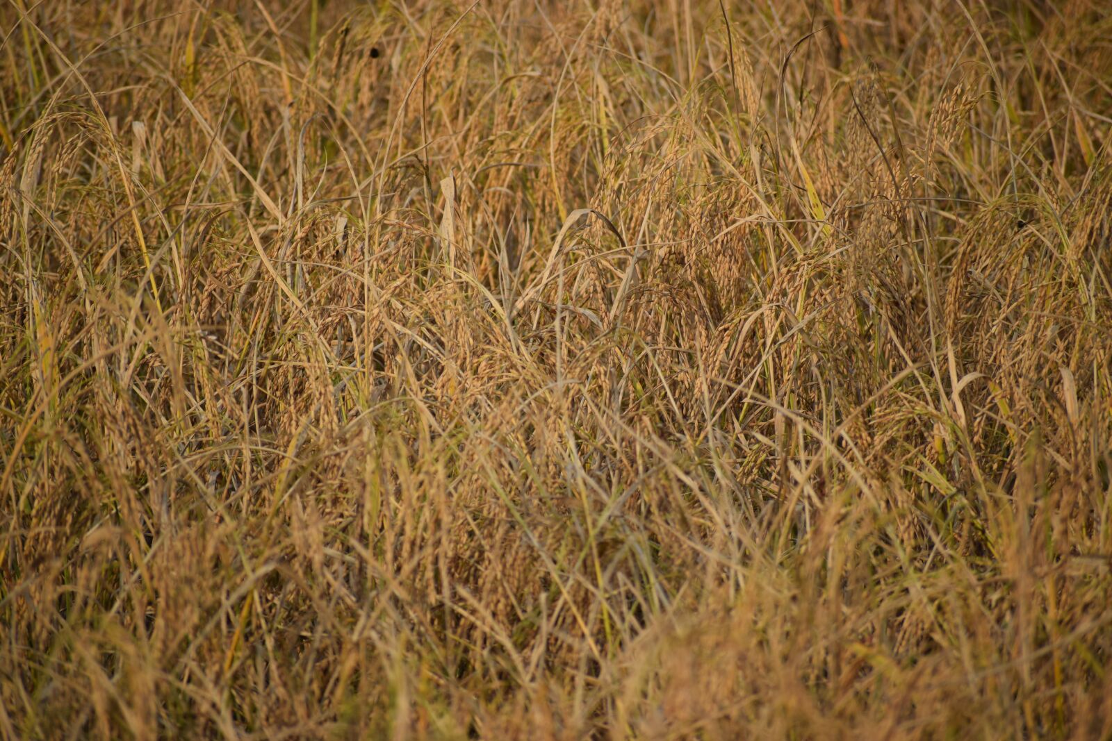 Nikon D3300 sample photo. Paddy, rice, india photography