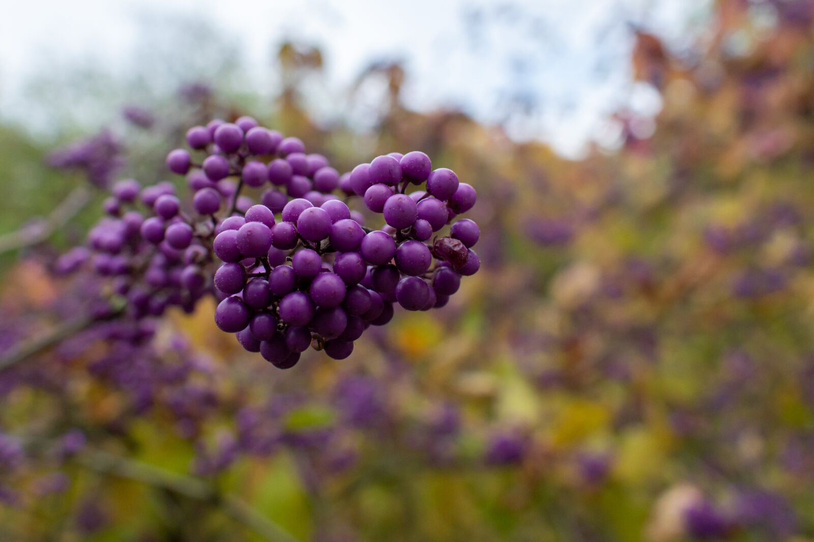 Nikon D5300 sample photo. Sprinkles shrub, purple, violet photography