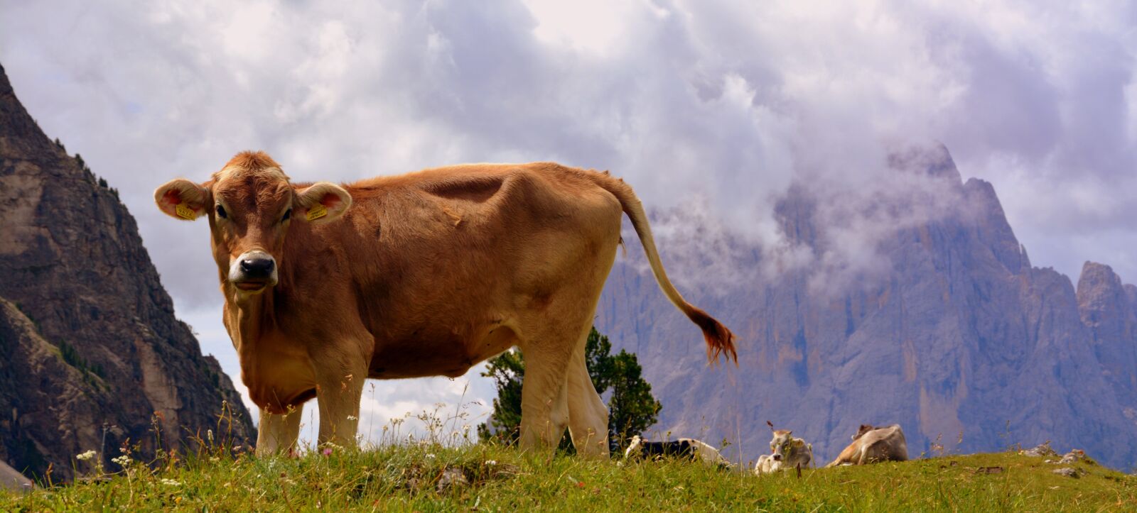Nikon D7100 sample photo. Cow, dolomites, rest photography