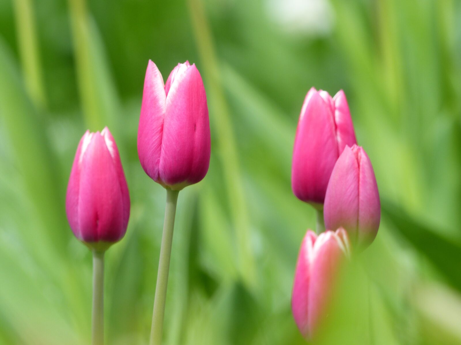Panasonic Lumix DMC-FZ200 sample photo. Tulips, nature, pink photography