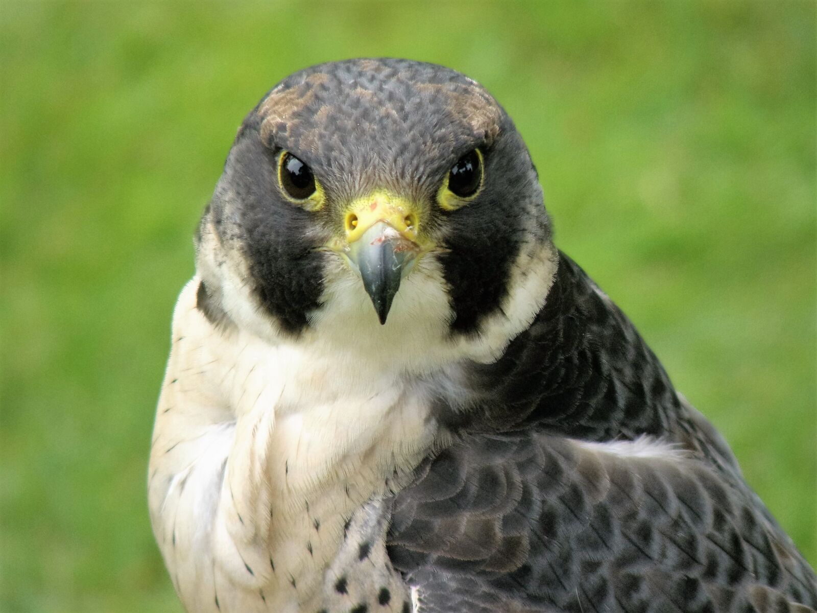 Olympus SP570UZ sample photo. Hawk, bird, falcon photography