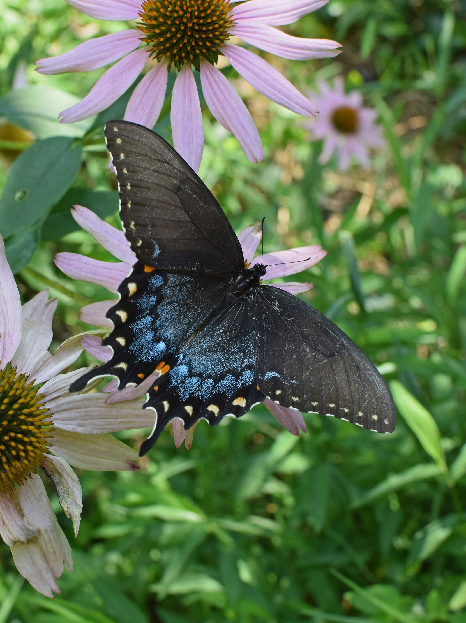 Nikon D3300 sample photo. Hybrid black swallowtail butterfly photography