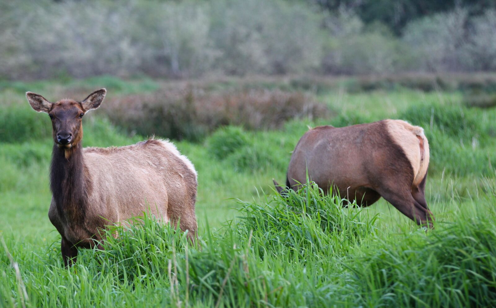 Canon EOS 60D sample photo. Elk, meadow, nature photography
