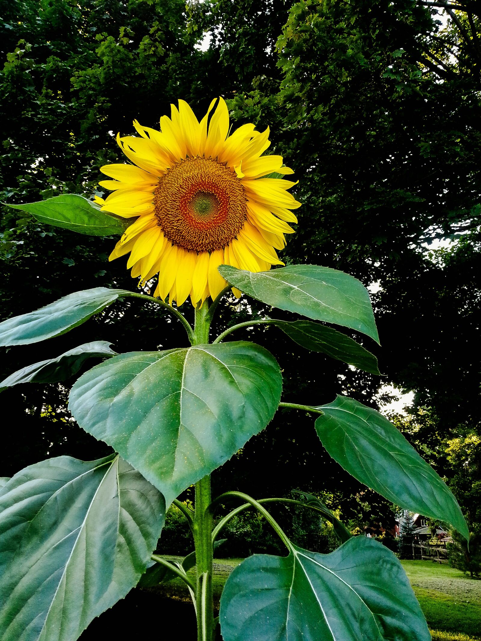 Samsung Galaxy S3 sample photo. Sunflower, nature, flower photography