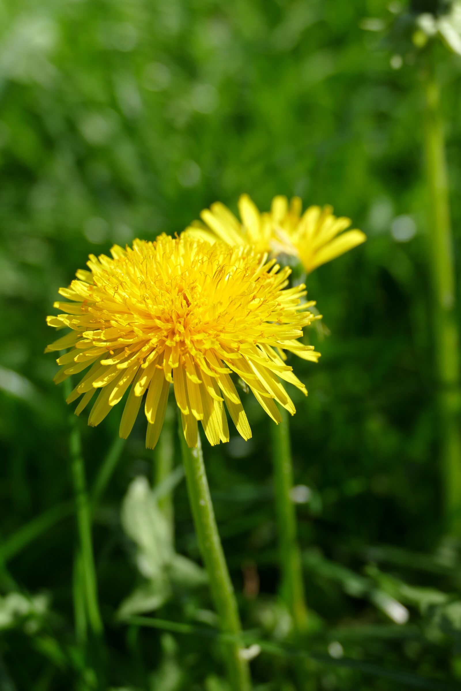 Panasonic Lumix DMC-FZ1000 sample photo. Dandelion, blossom, bloom photography