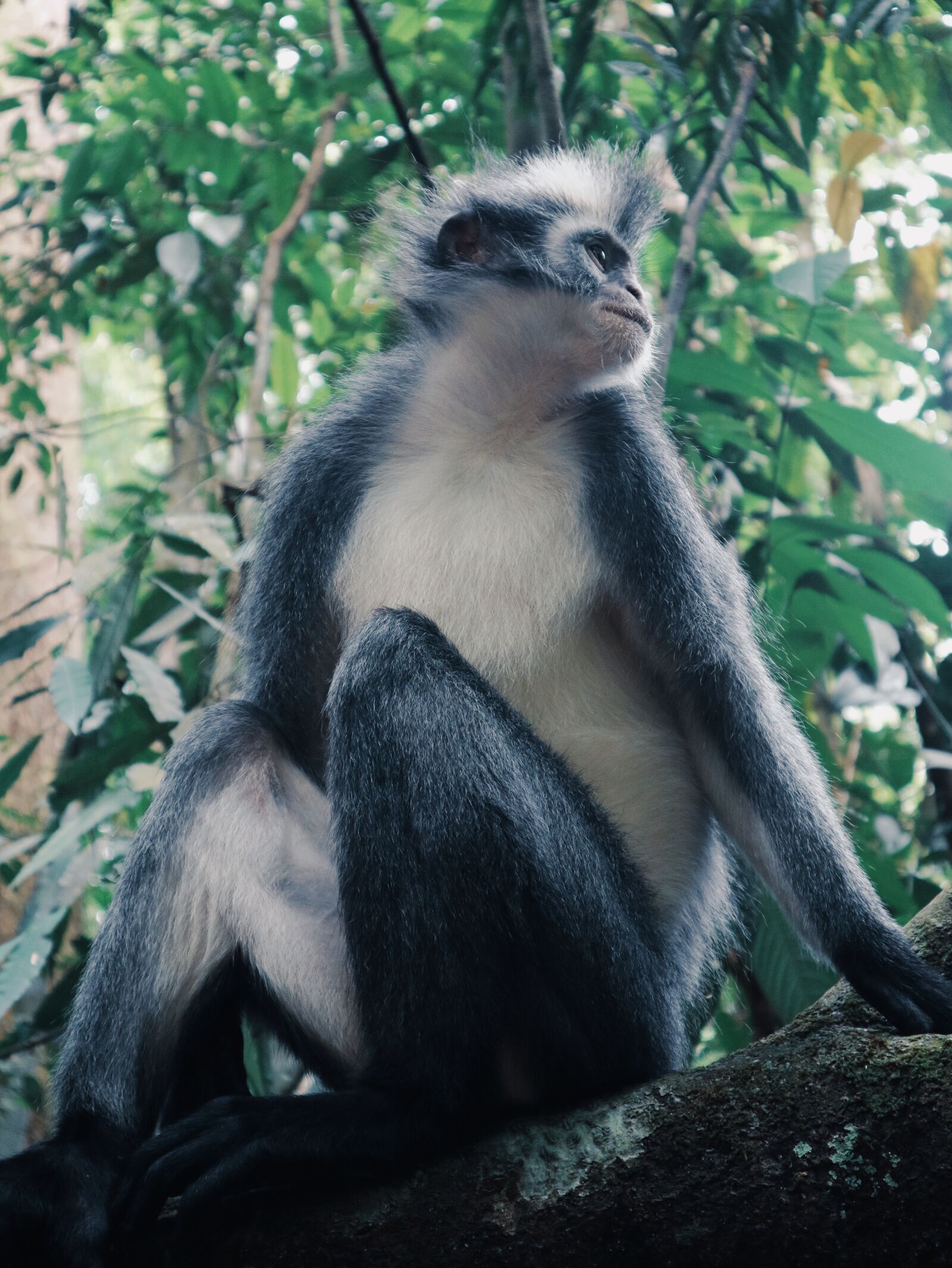 Canon EOS M3 + Canon EF-M 15-45mm F3.5-6.3 IS STM sample photo. Monkey, indonesia, sumatera photography