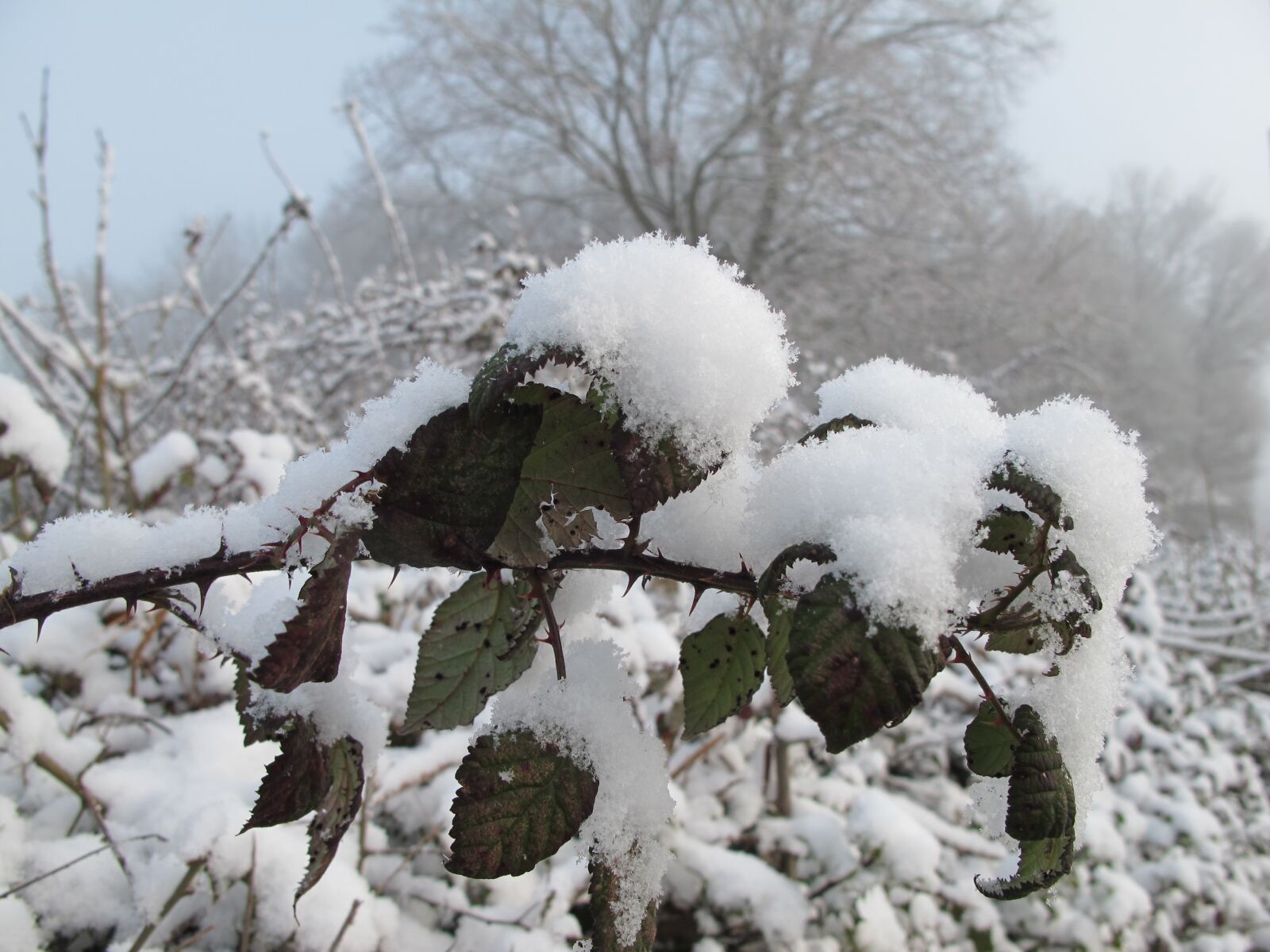Canon PowerShot G11 sample photo. Snow, winter, nature photography