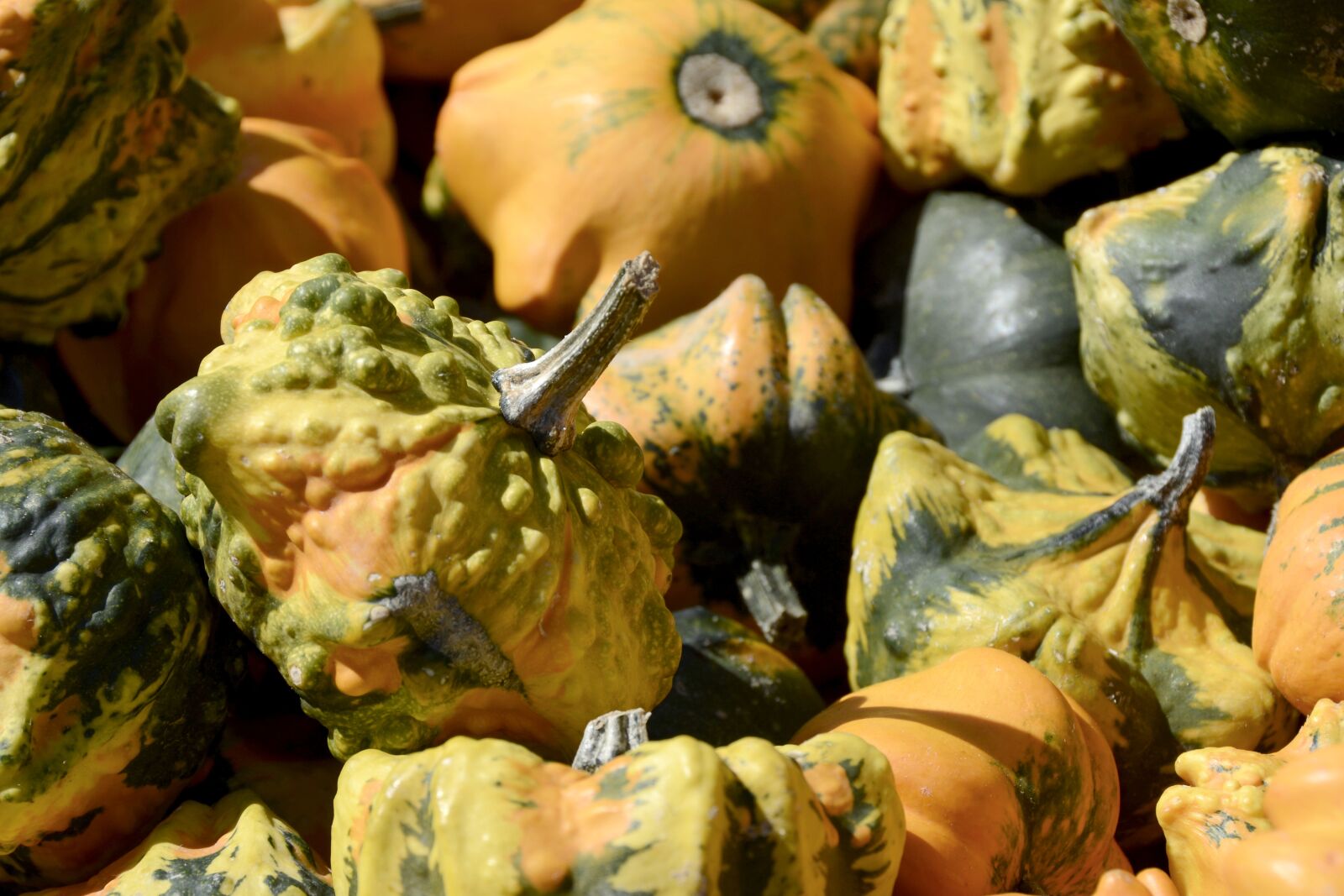 Nikon D7100 sample photo. Pumpkin, gourd, vegetables photography