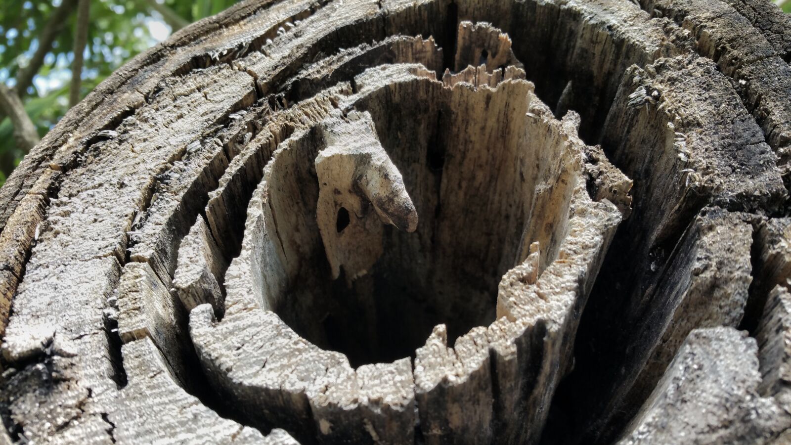 Samsung Galaxy Note4 sample photo. Log, hollow, dried out photography