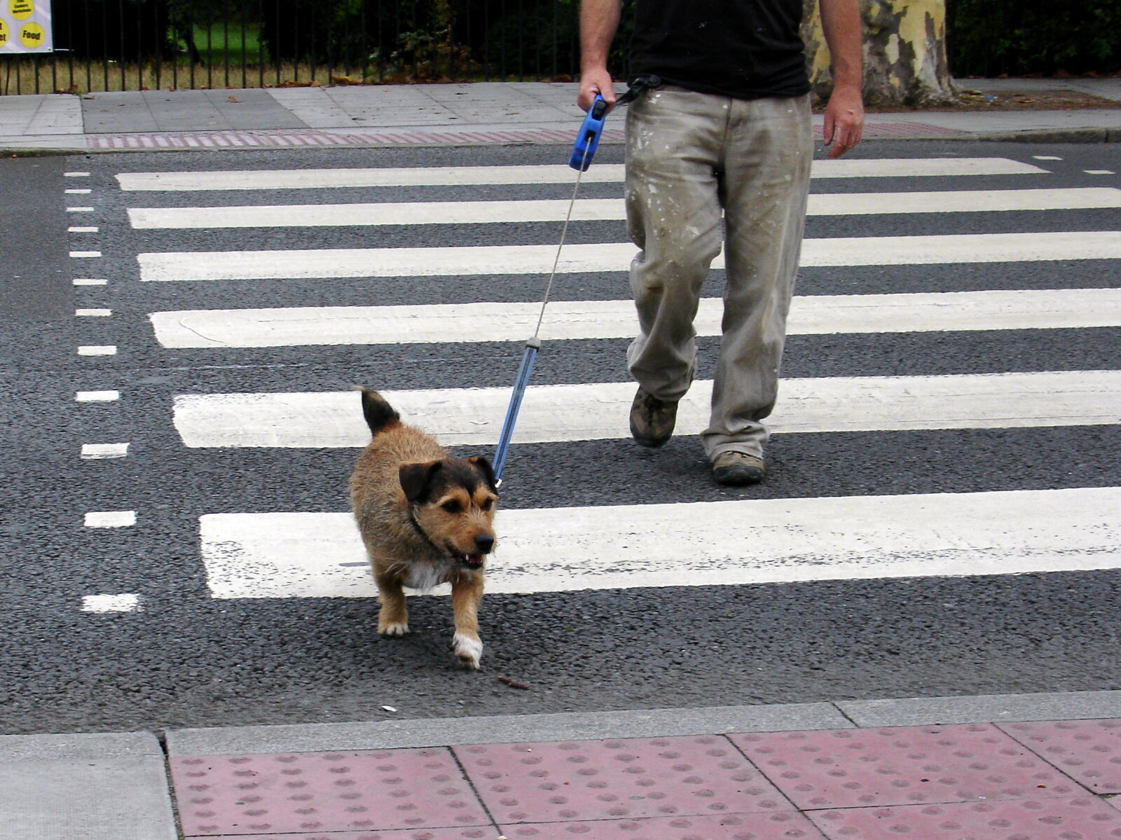 Sony DSC-V3 sample photo. Animal, dog, movement, theme photography
