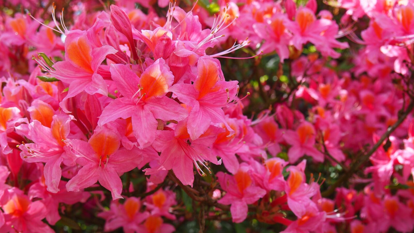 Olympus PEN E-PL6 sample photo. Azalea, flower, spring photography