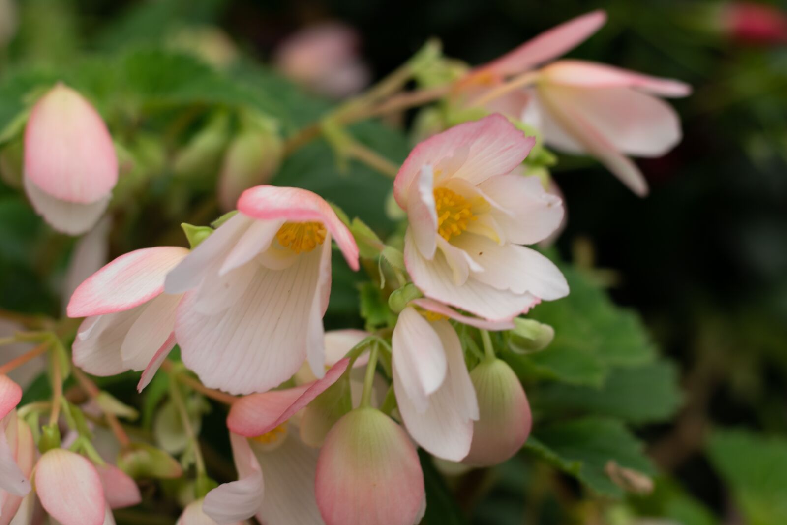 Canon EOS 7D Mark II + Canon EF 50mm F1.8 STM sample photo. Begonia, flowers, floriculture photography