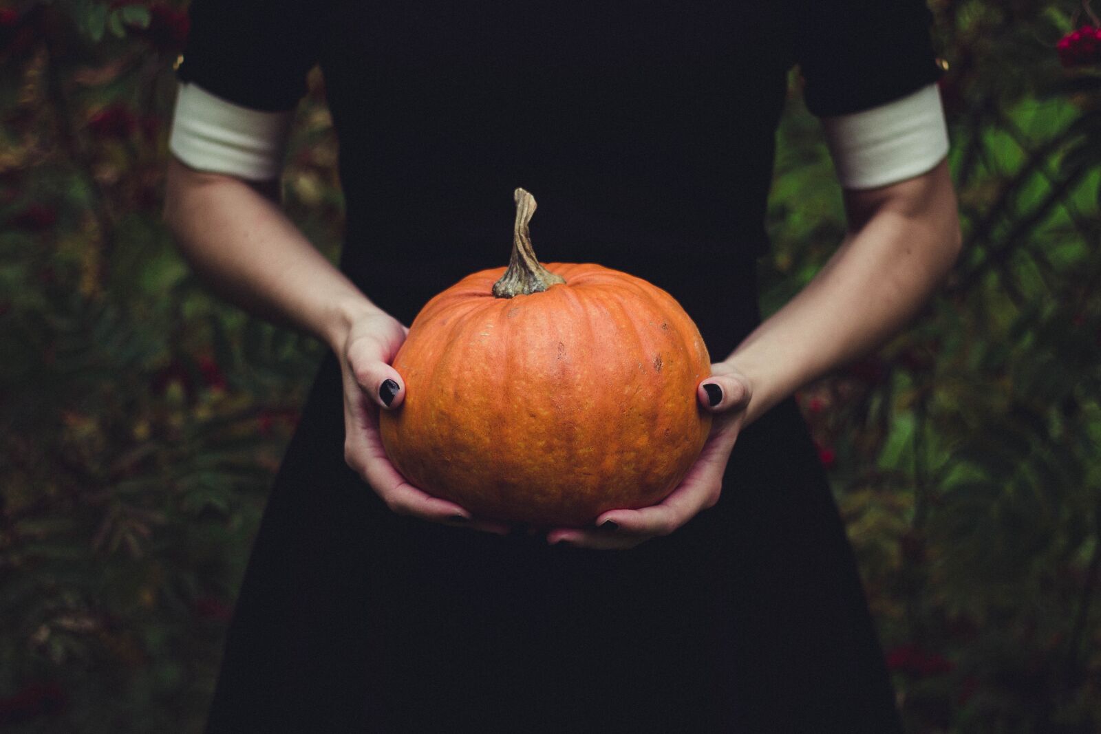 Canon EOS 600D (Rebel EOS T3i / EOS Kiss X5) + Canon EF 50mm F1.8 II sample photo. Pumpkin, thanksgiving, squash photography