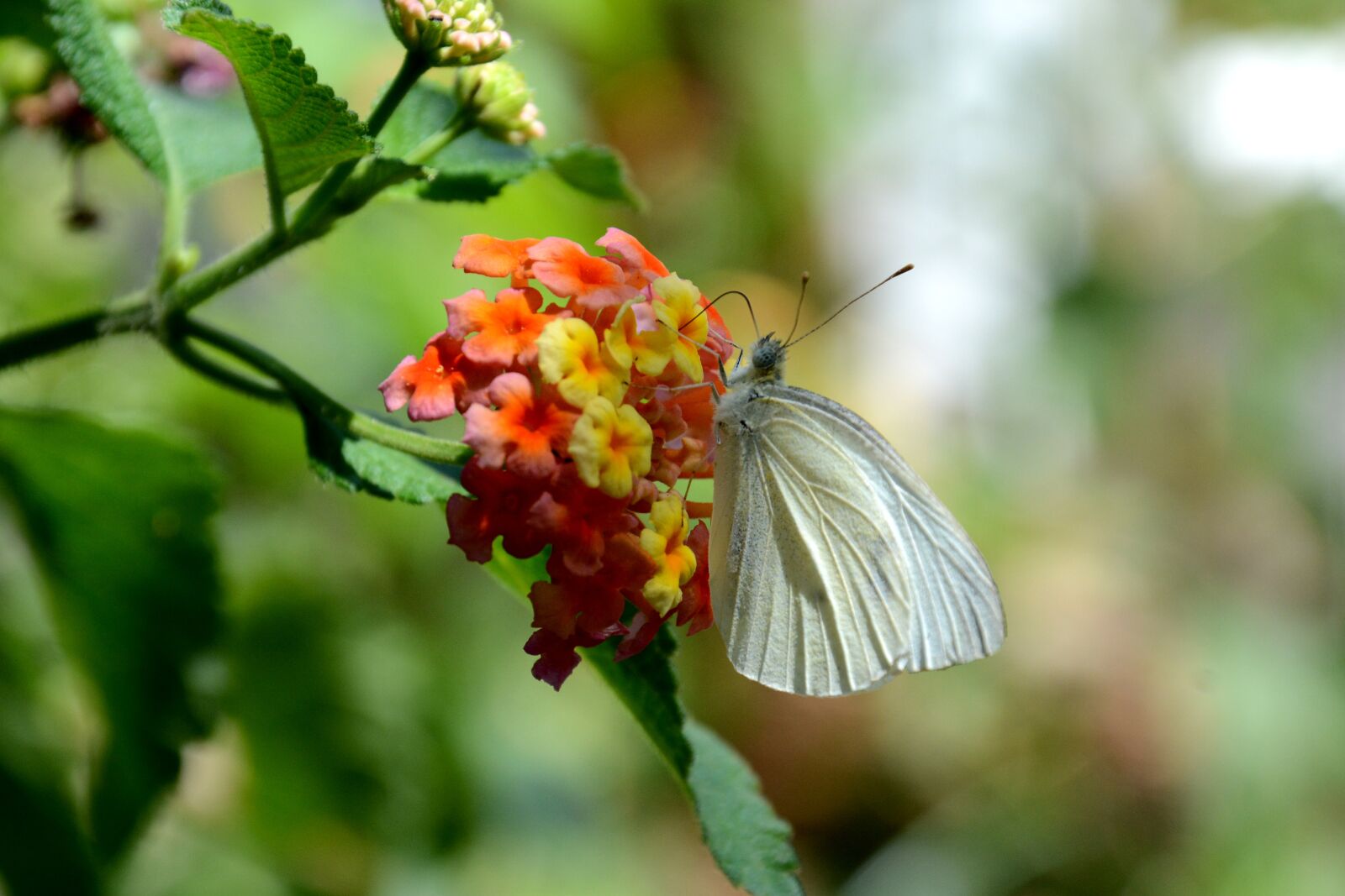 Nikon D7100 sample photo. Butterfly, flowers, flower photography