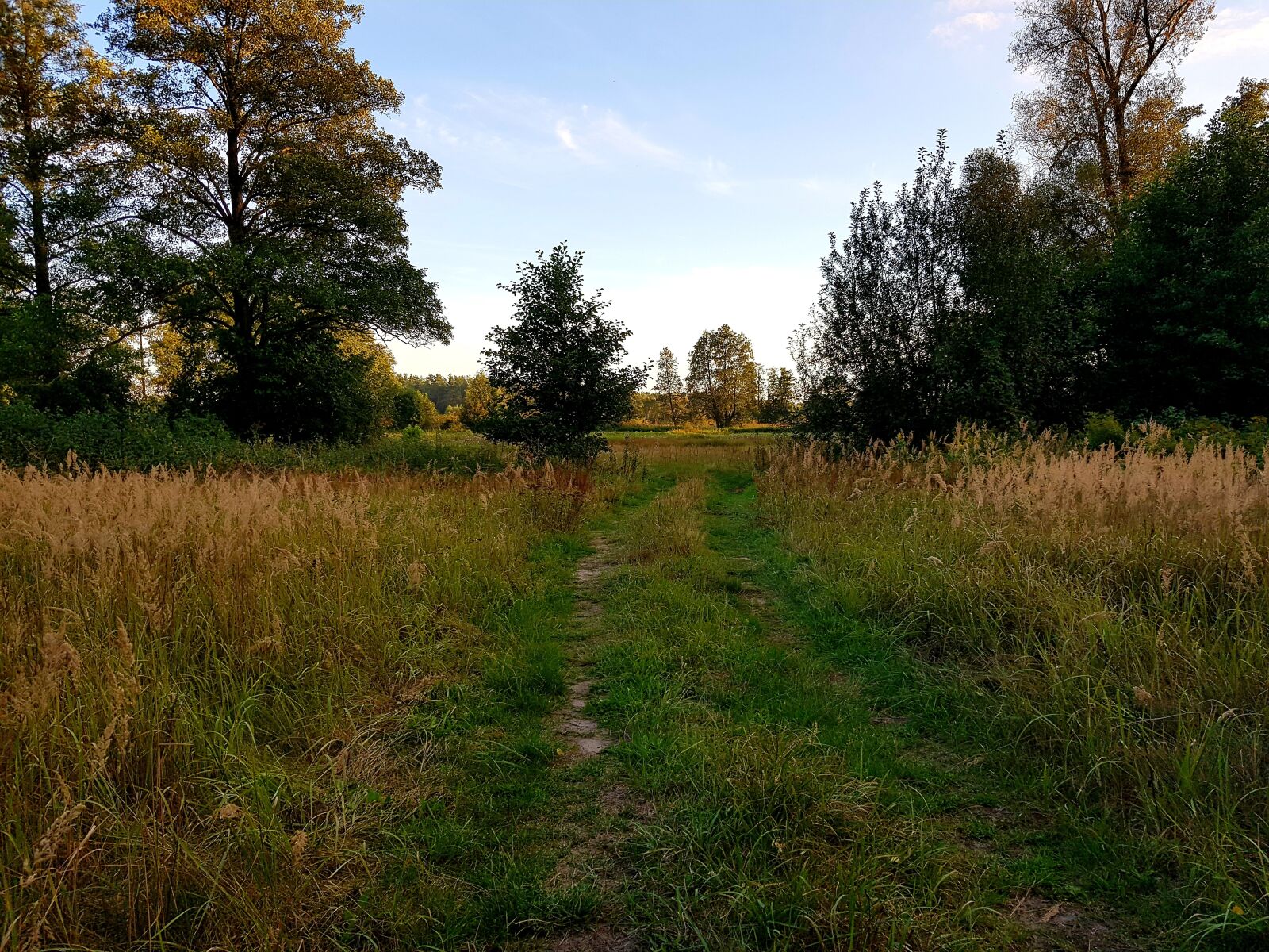 Samsung SM-N950F sample photo. Field, trees, poland photography