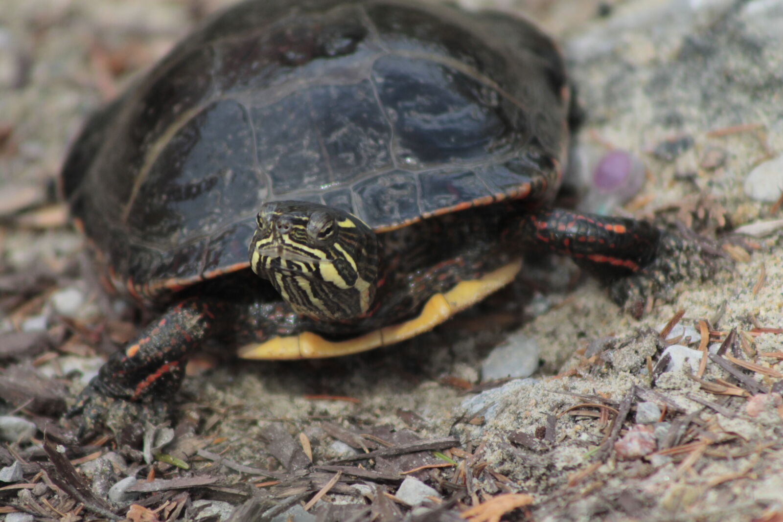 Canon EOS 1100D (EOS Rebel T3 / EOS Kiss X50) sample photo. Turtle photography