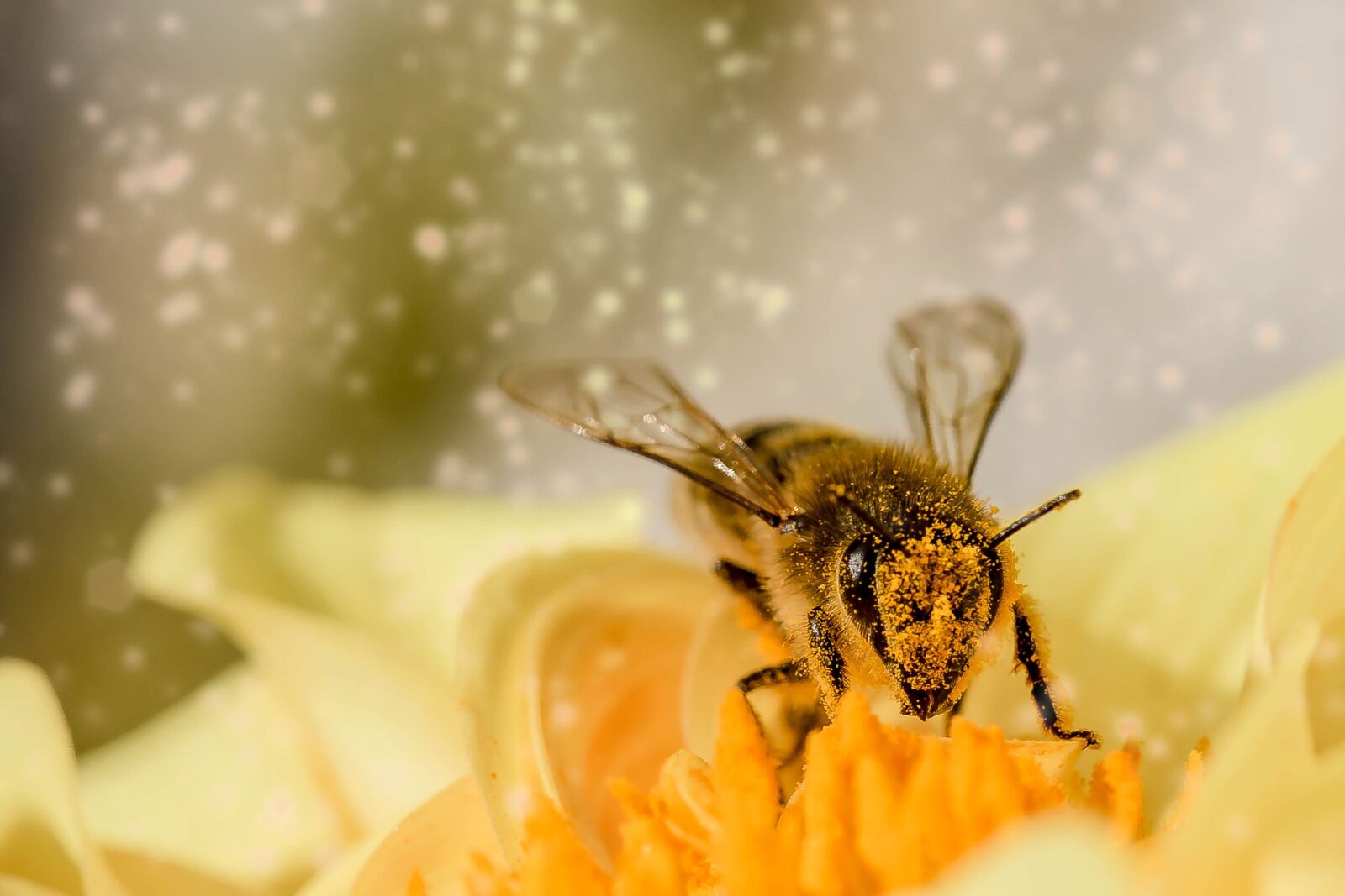 Canon EOS 650D (EOS Rebel T4i / EOS Kiss X6i) sample photo. Bee, insect, animal photography